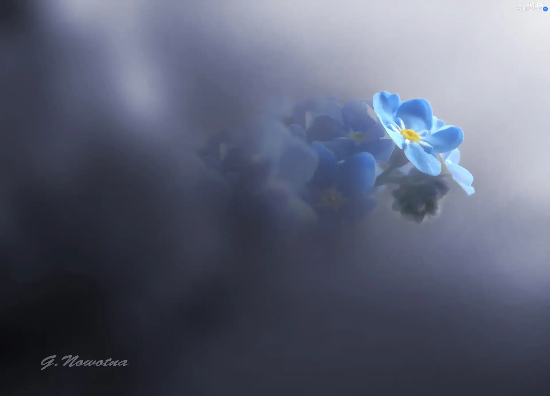 Blue, forget-me-not