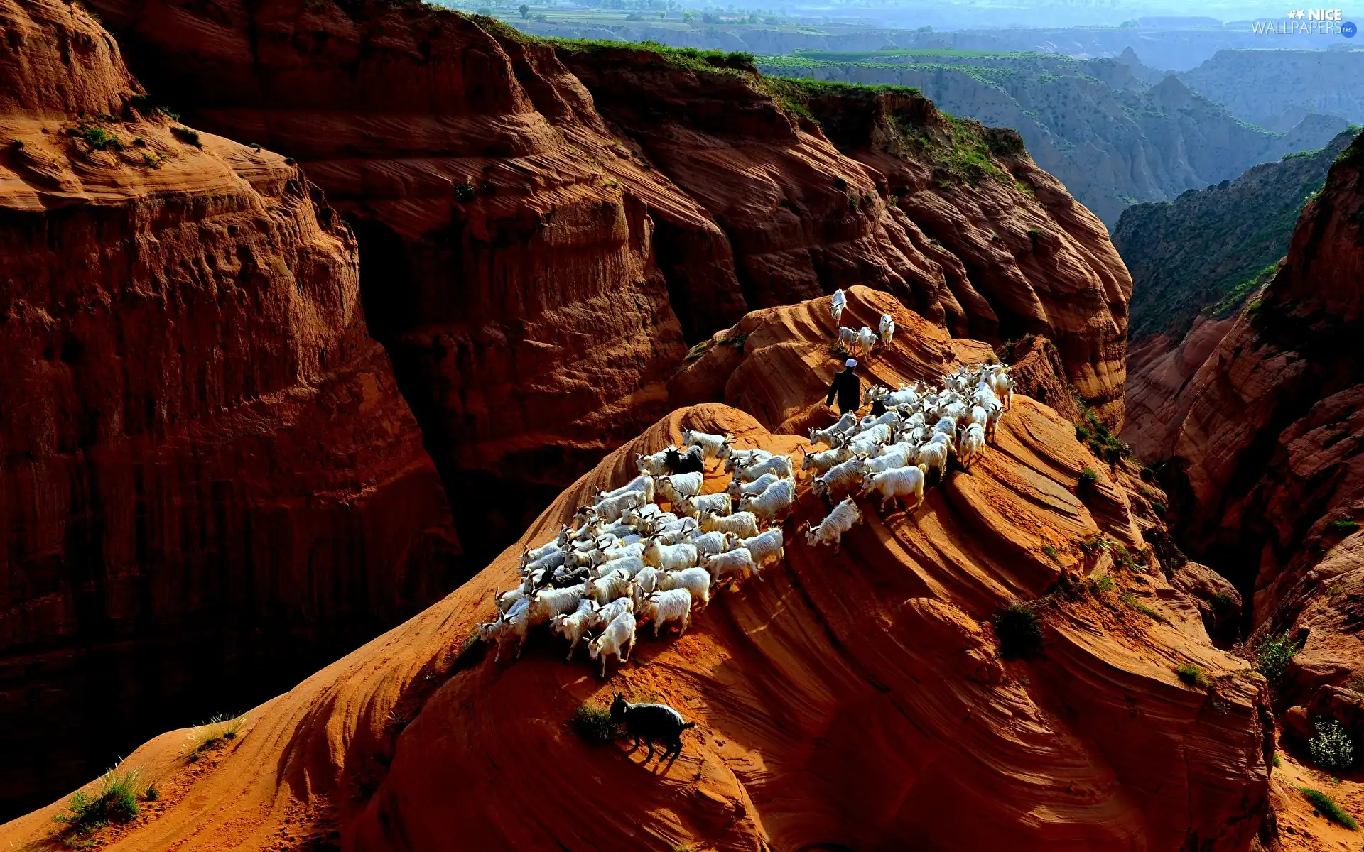 herd, Goats, Rock Formations, Mountains, rocks