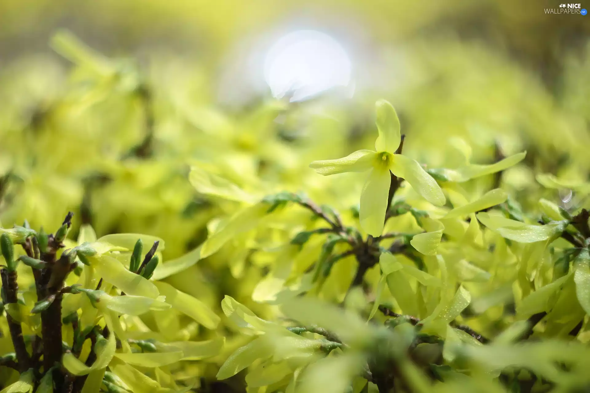 forsythia, Yellow, Flowers