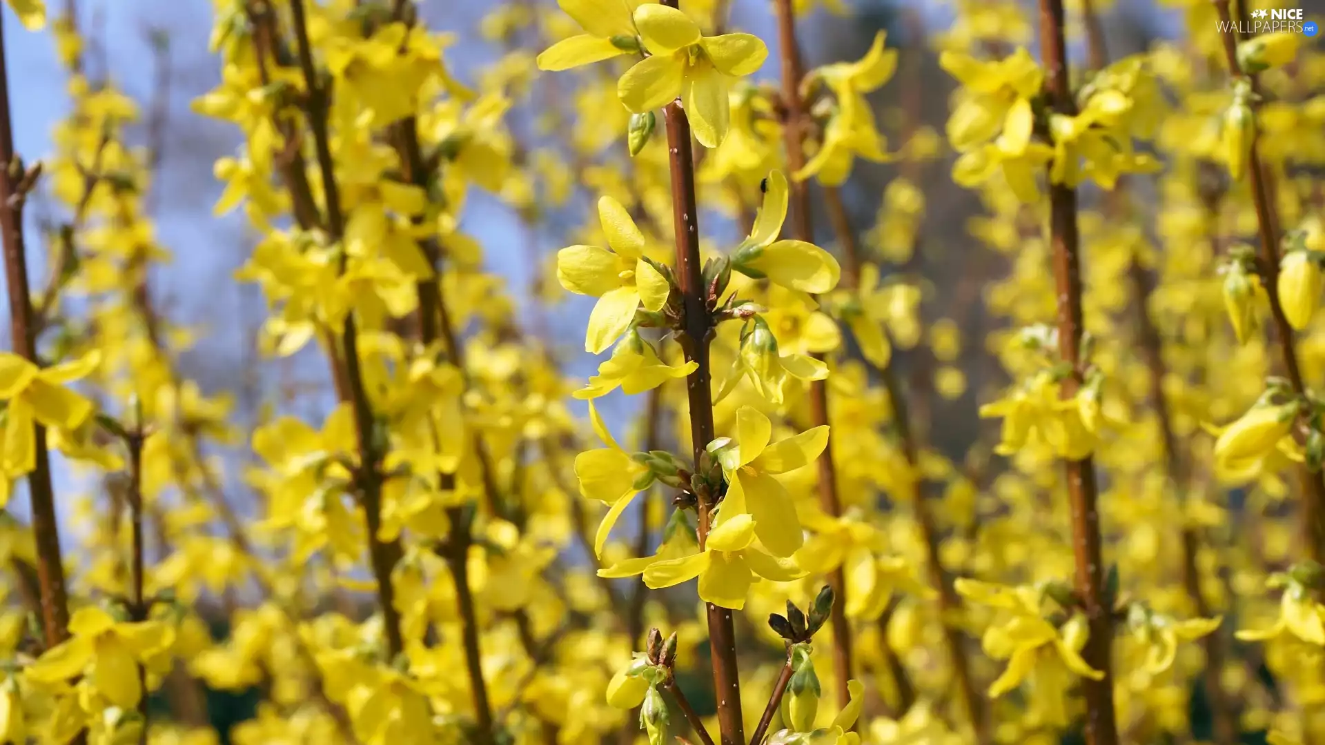 Twigs, forsythia, Yellow, Flowers, Bush