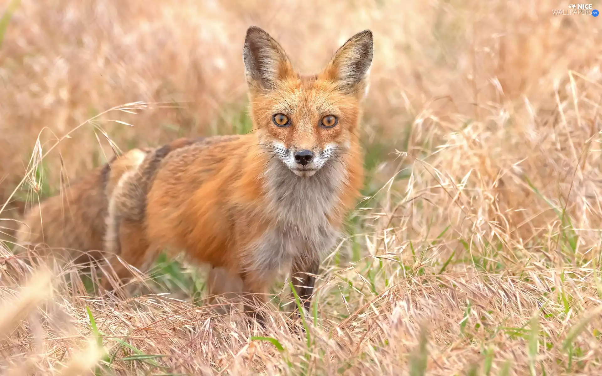 ginger, dry, grass, Fox