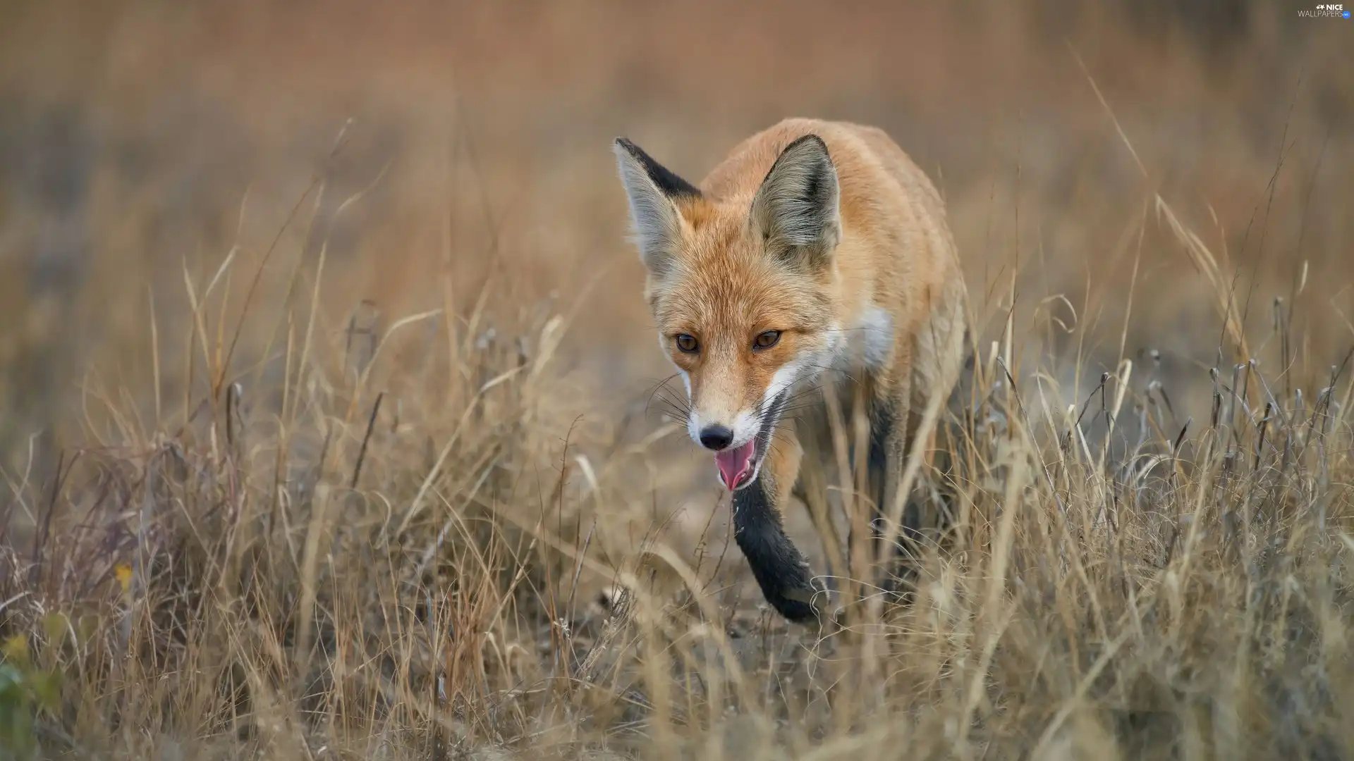 ginger, Black, paws, Fox