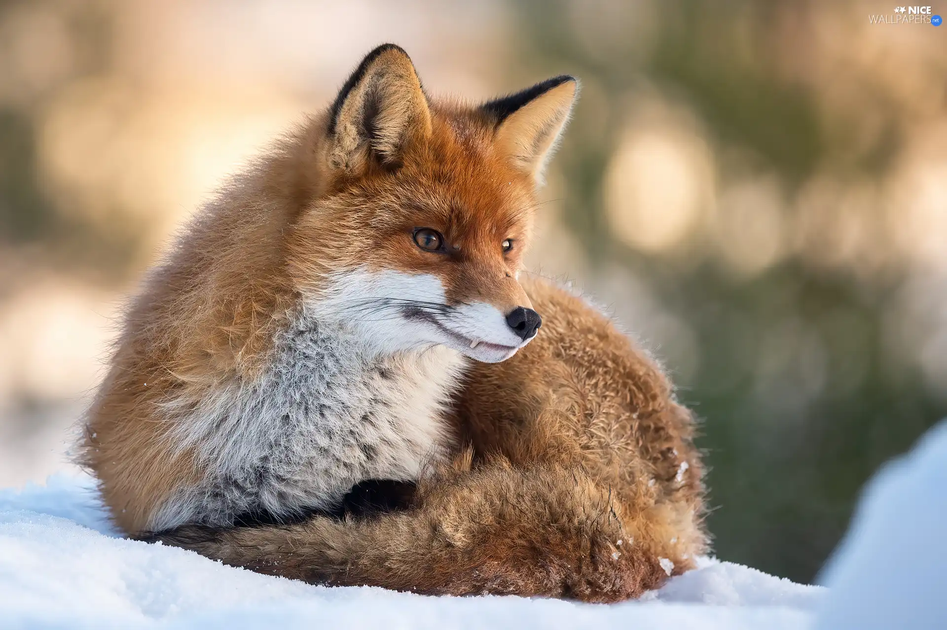 lying, snow, winter, Fox