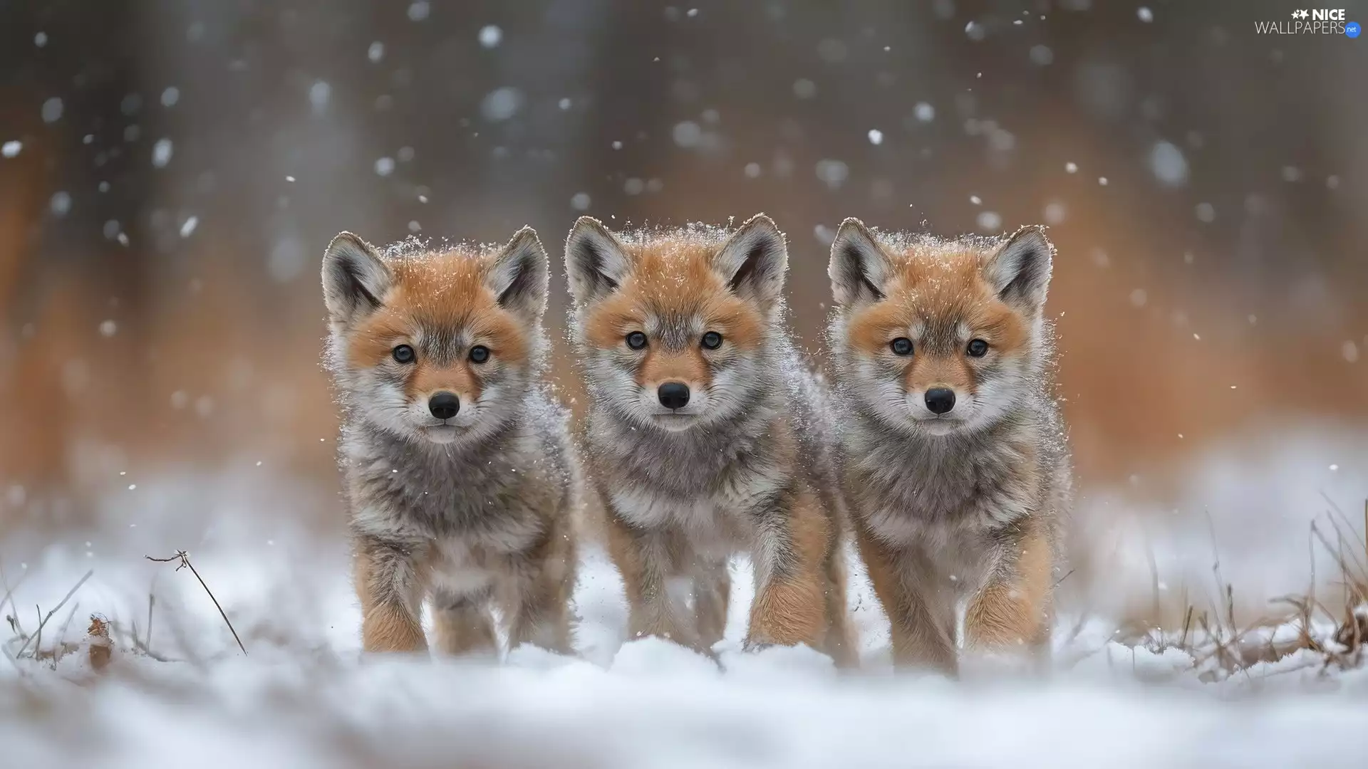 young, fox, snow, Three, winter