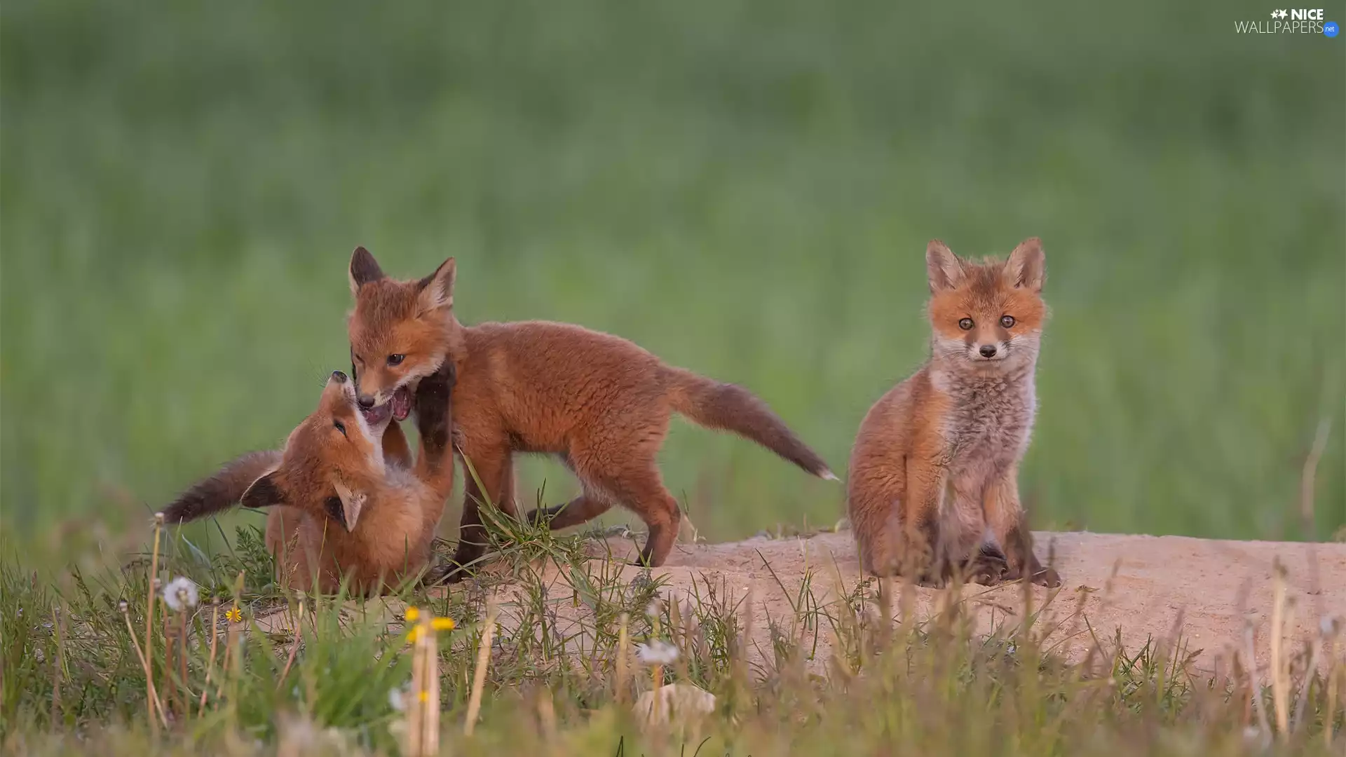 Three, foxes, fox, little doggies