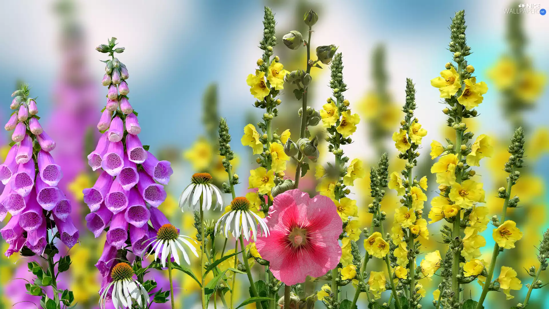 Flowers, Hollyhocks, Coneflowers, Foxglove