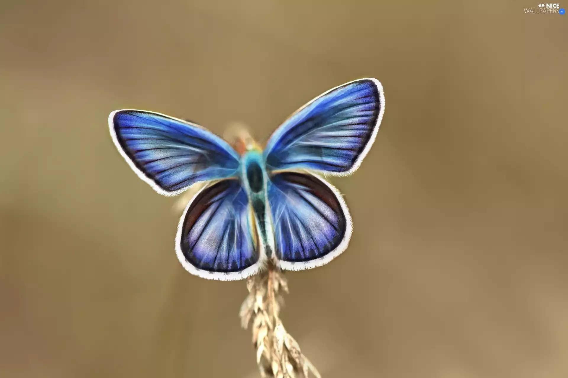 Fractalius, butterfly, blue