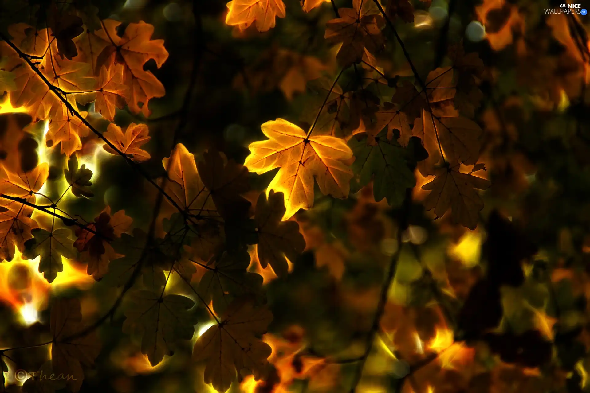 Fractalius, Autumn, Leaf