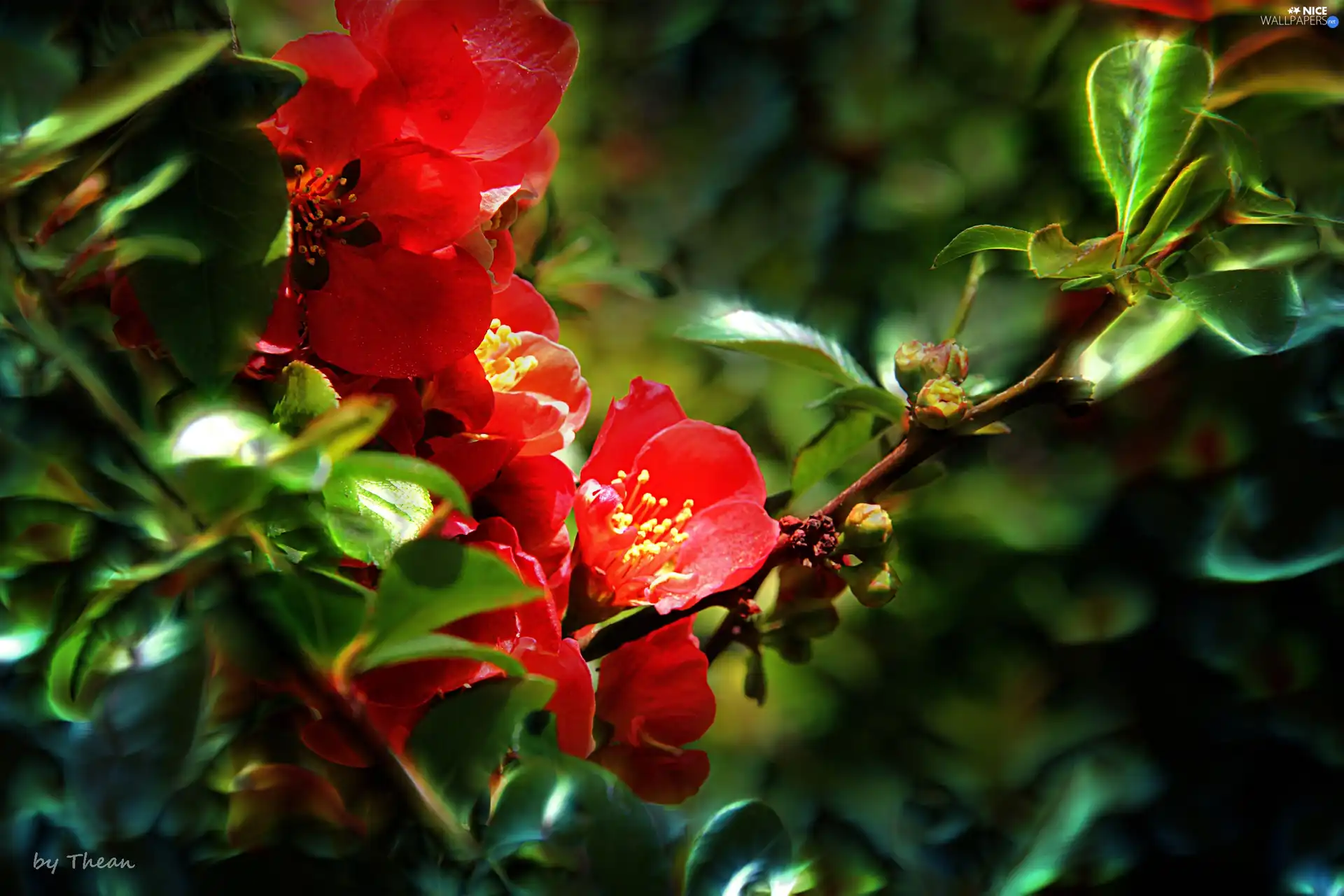 Red, quinces, Fractalius, Flowers