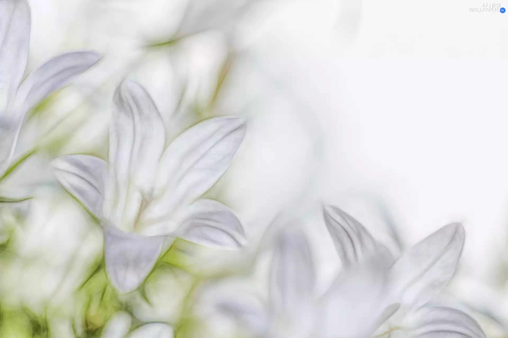 Fractalius, Campanula, ringtones