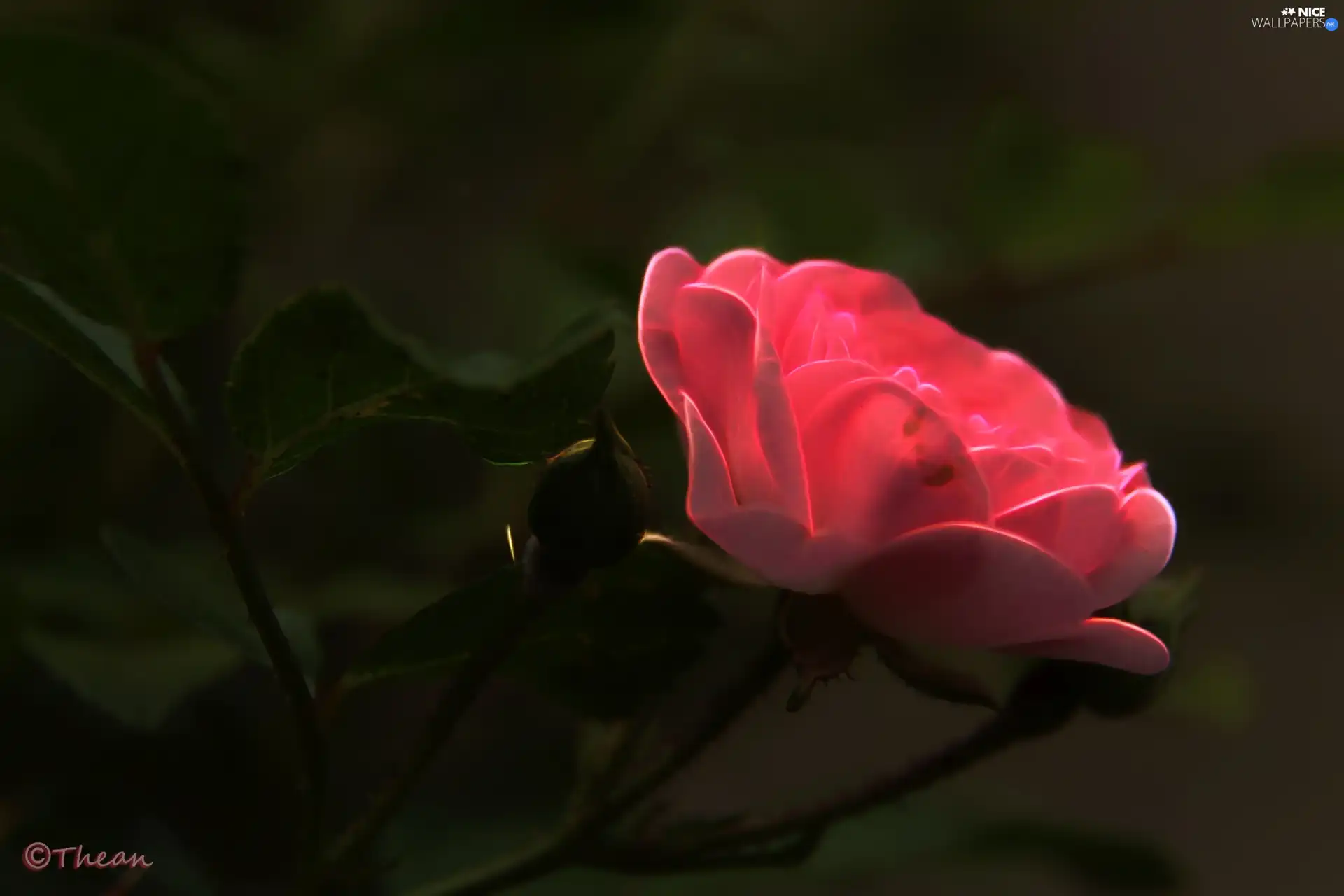 Fractalius, Pink, rose