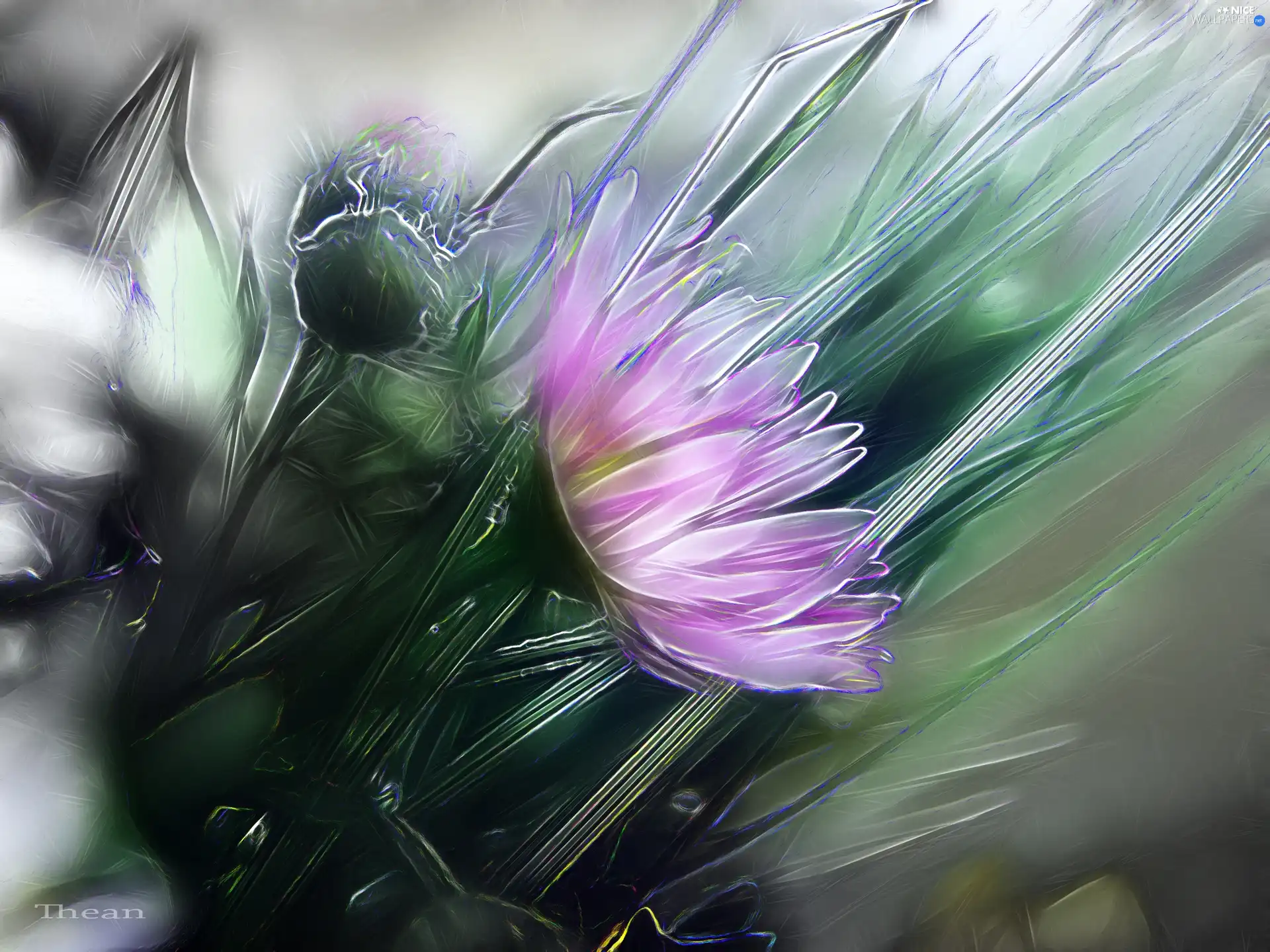 Fractalius, Flowers, Wildflowers