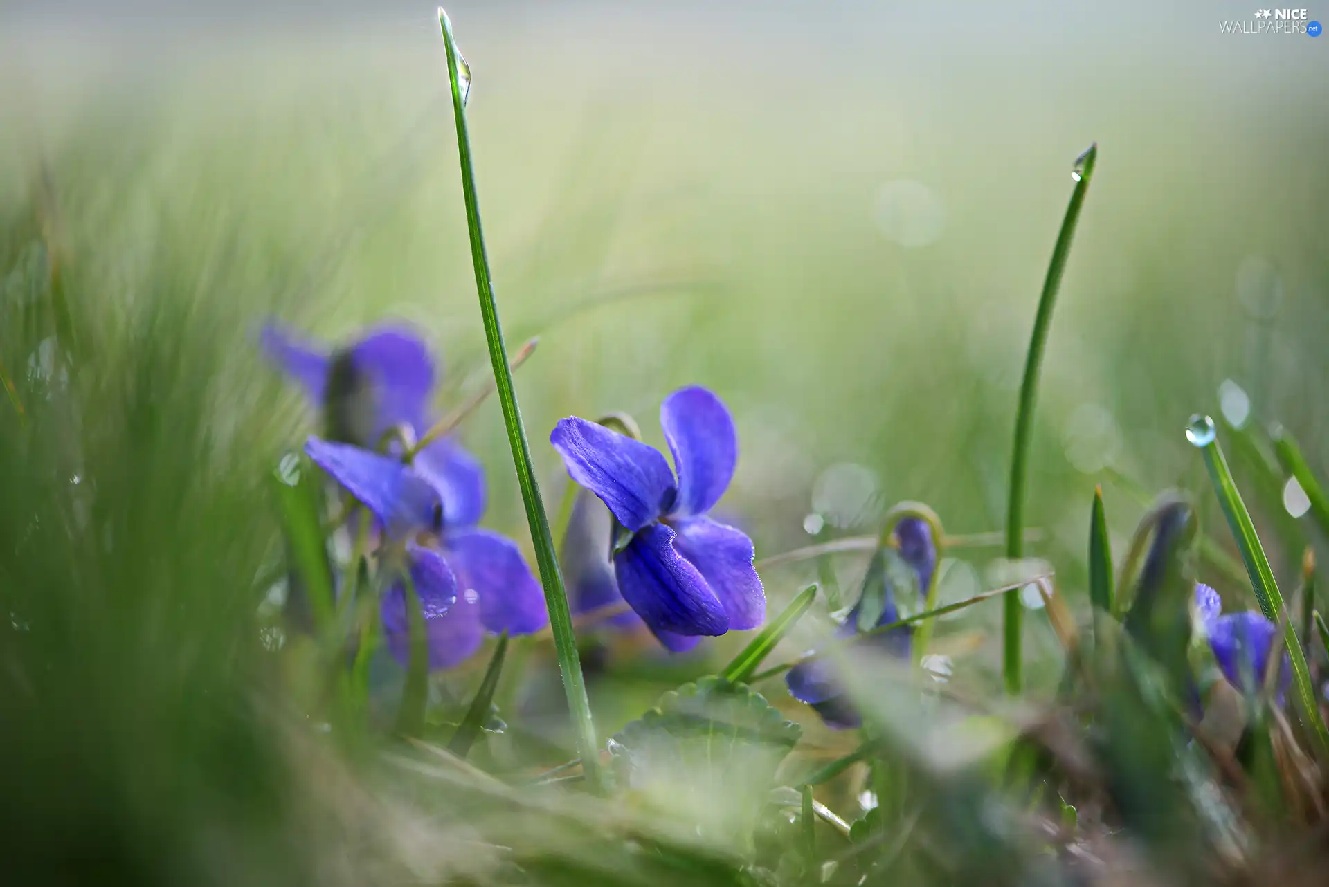 grass, drops, Flowers, fragrant violets, Blue