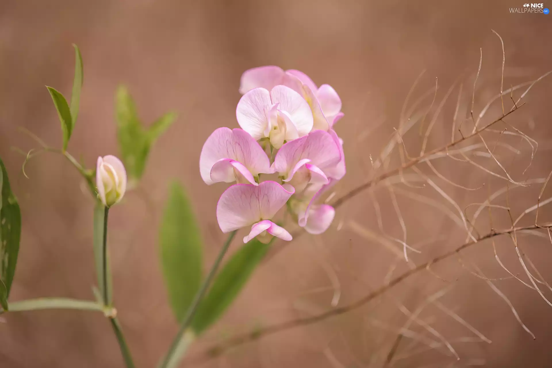 peas, Pink, Flowers, fragrant