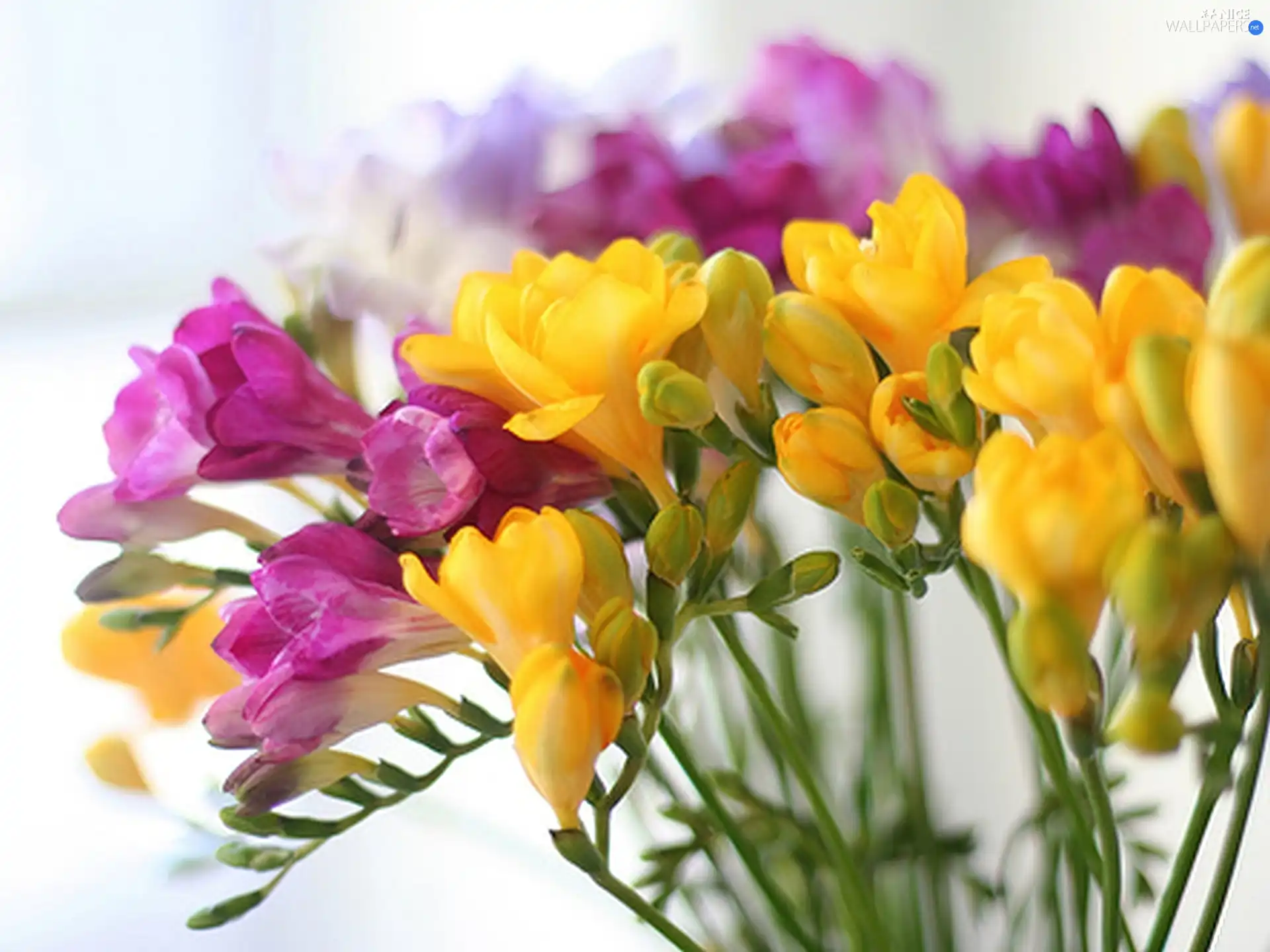 color, Freesias