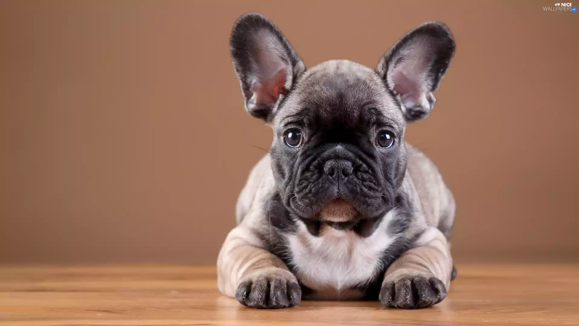French Bulldog, Puppy