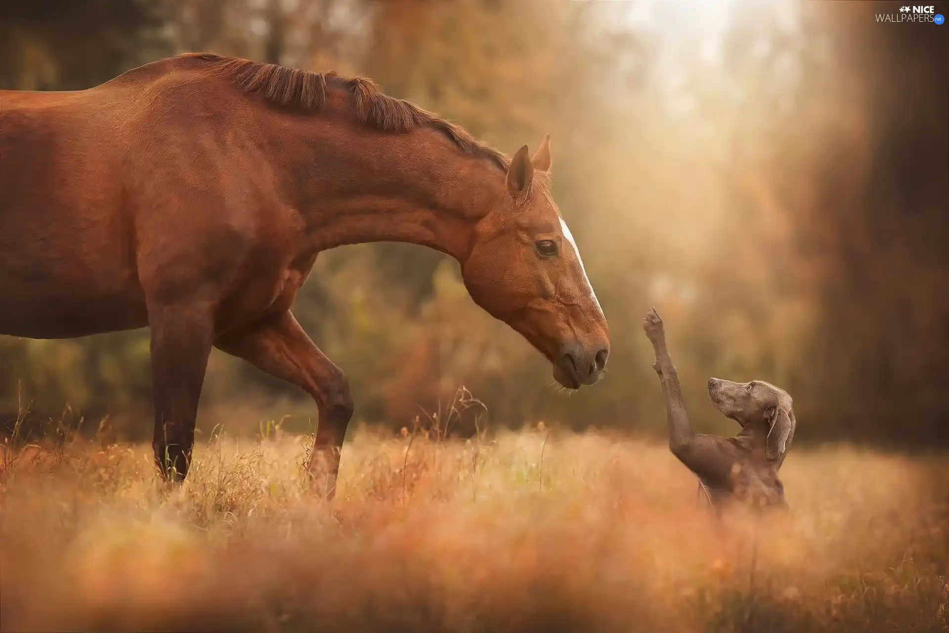 dog, Horse, friends, feet