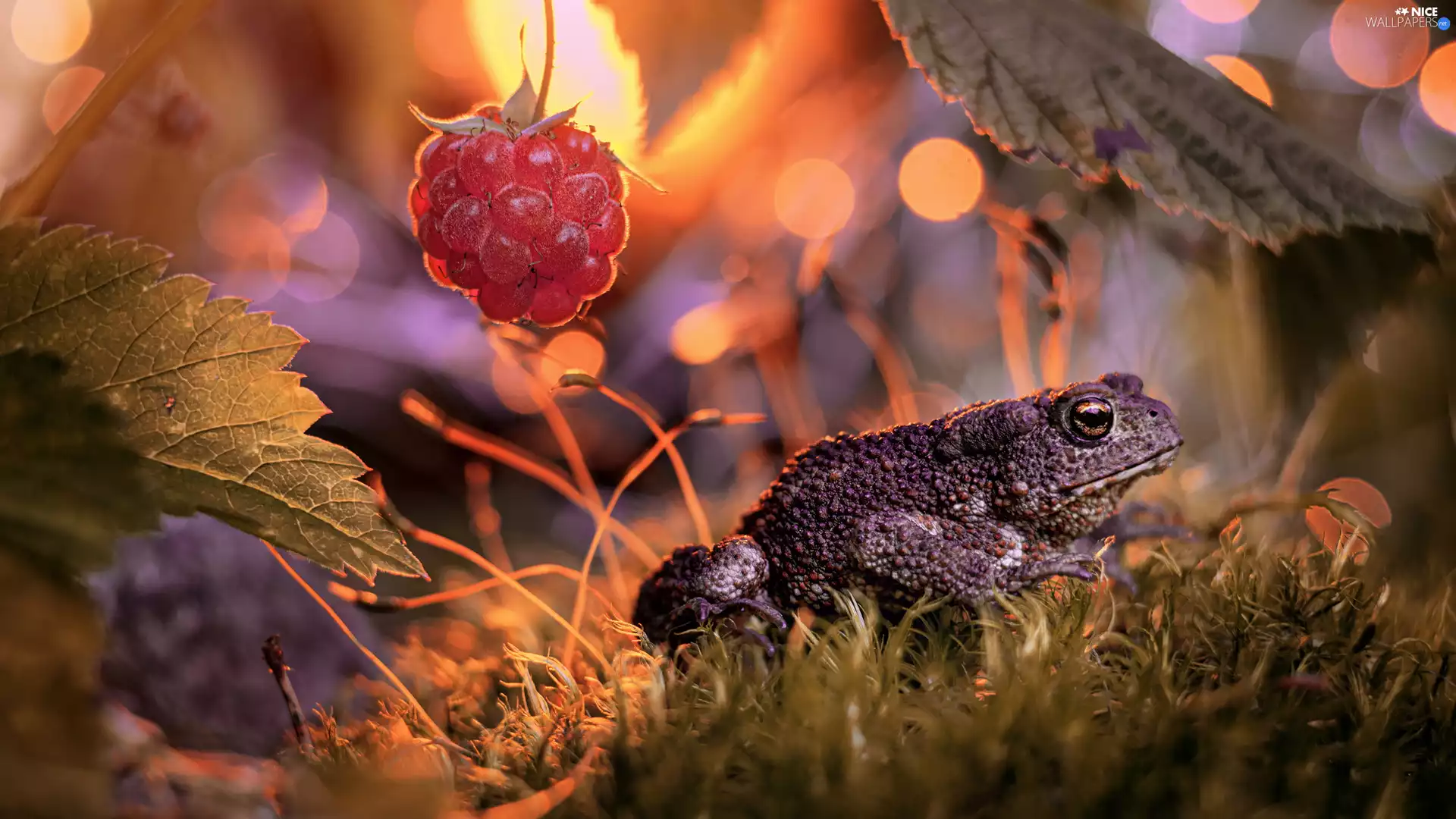 strange frog, Leaf, grass, raspberry