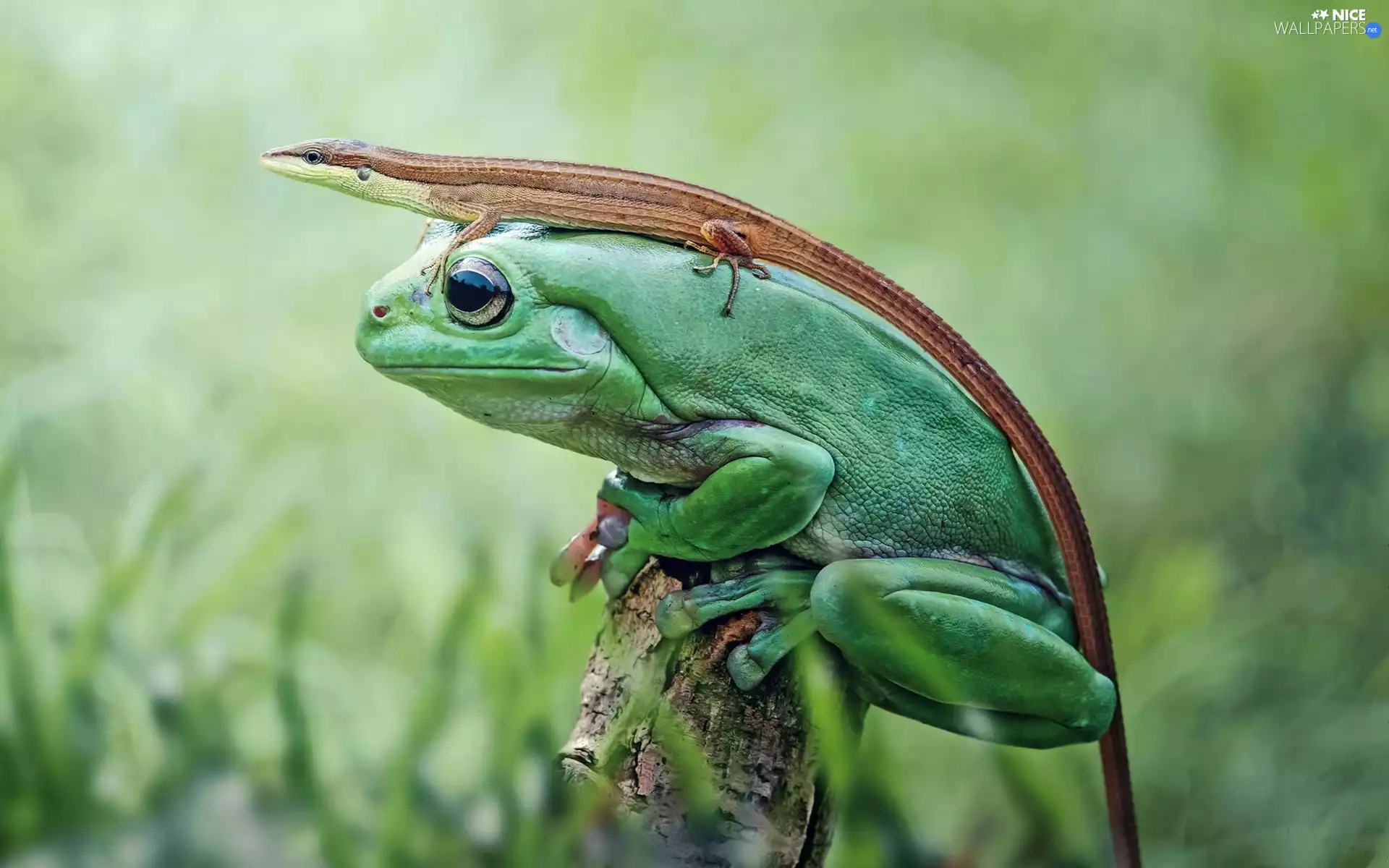 lizard, strange frog, frog