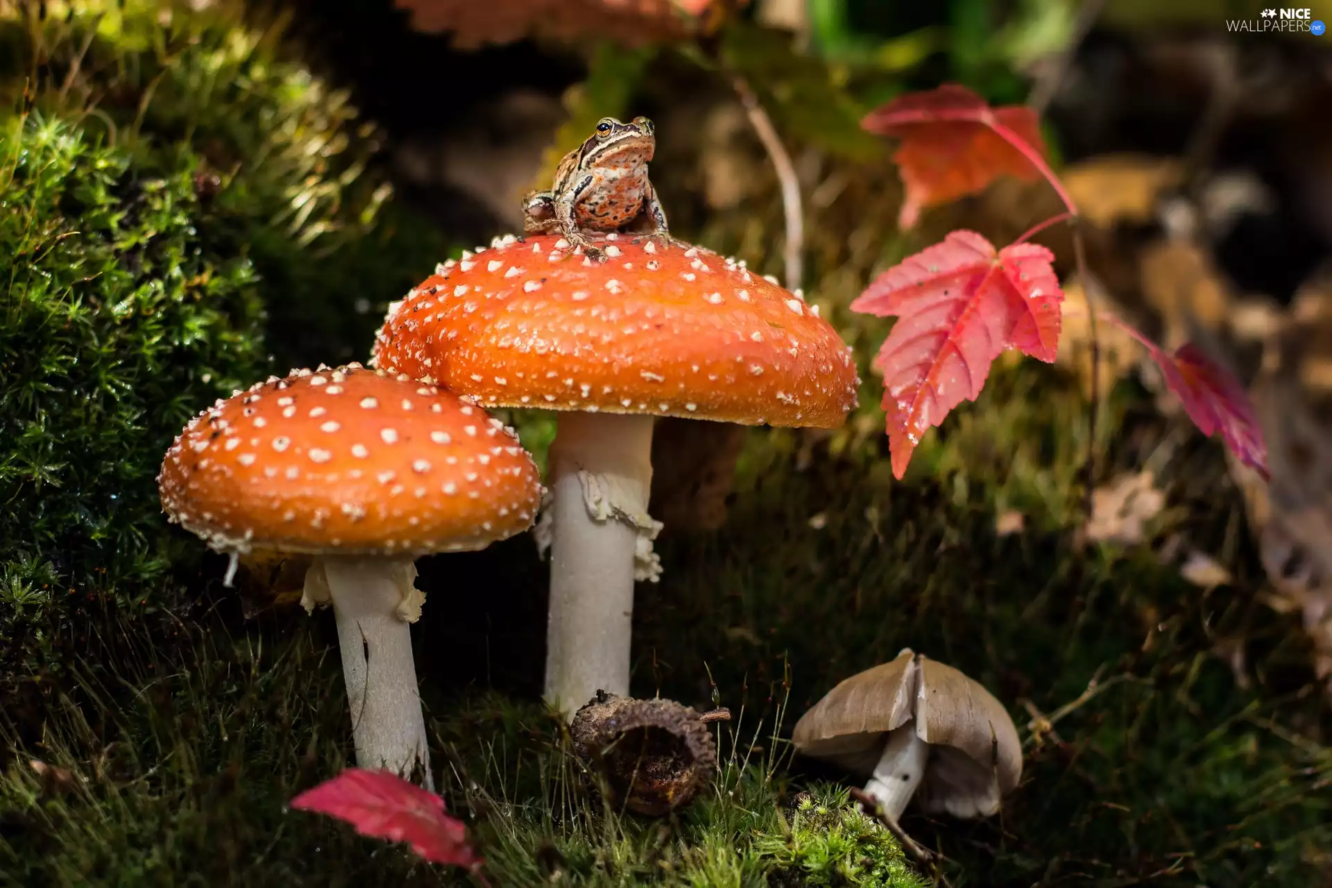 Leaf, mushrooms, strange frog, VEGETATION, grass, toadstools