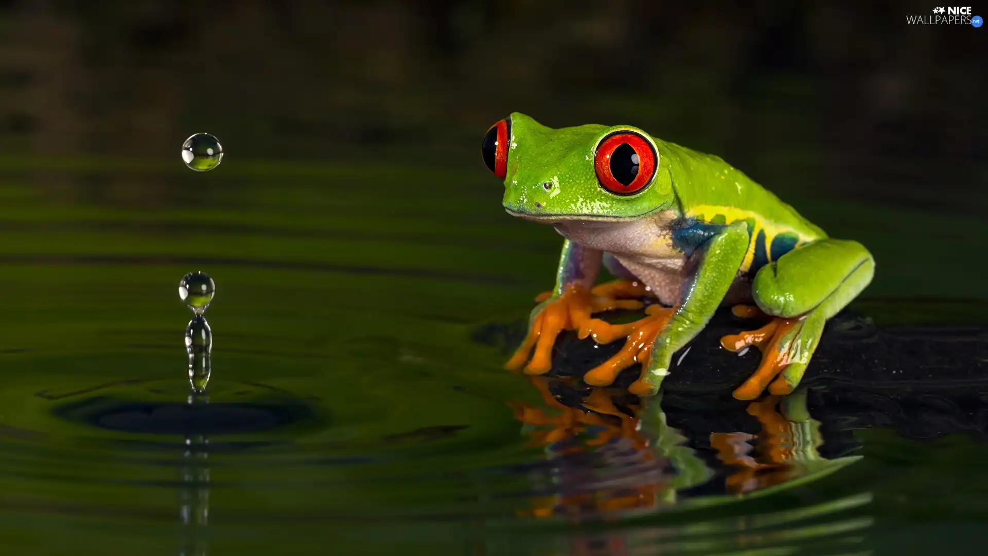 strange frog, water, drops, Red eyed tree frog