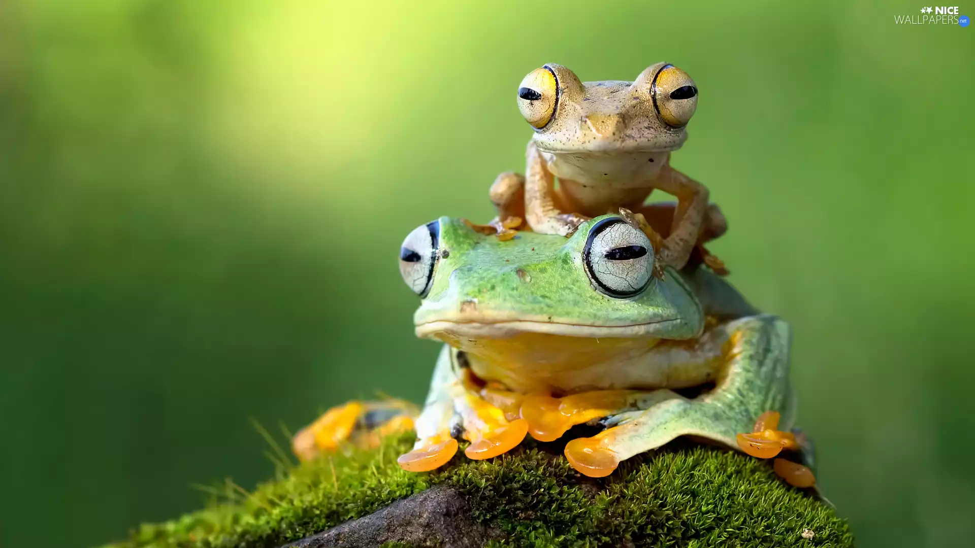 Two, Rocks, Moss, Frogs