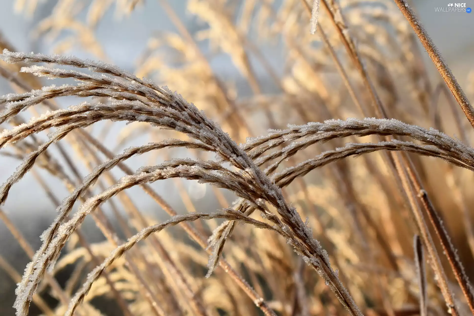 blades, grass, White frost