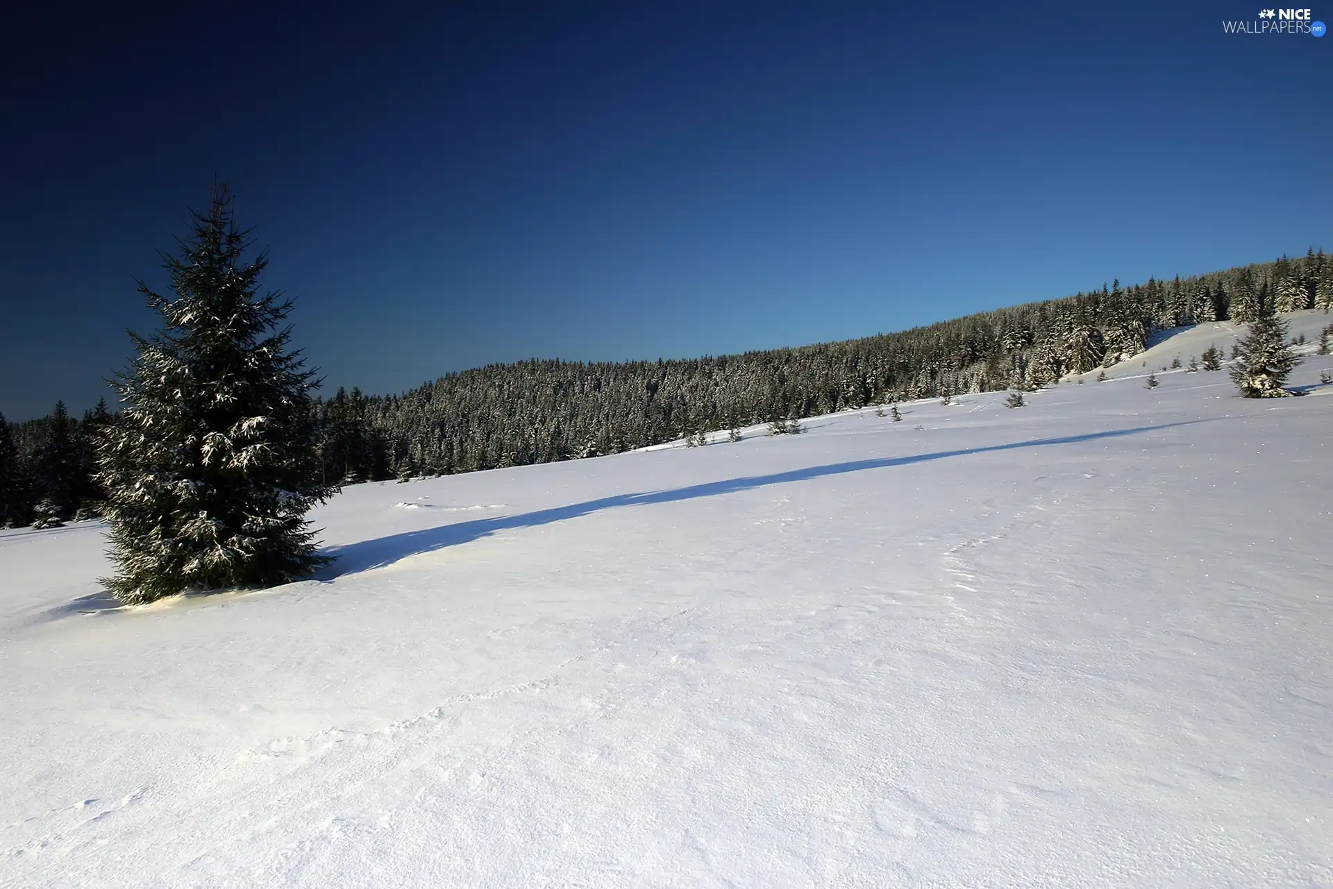 forest, drifts, Frost, snow