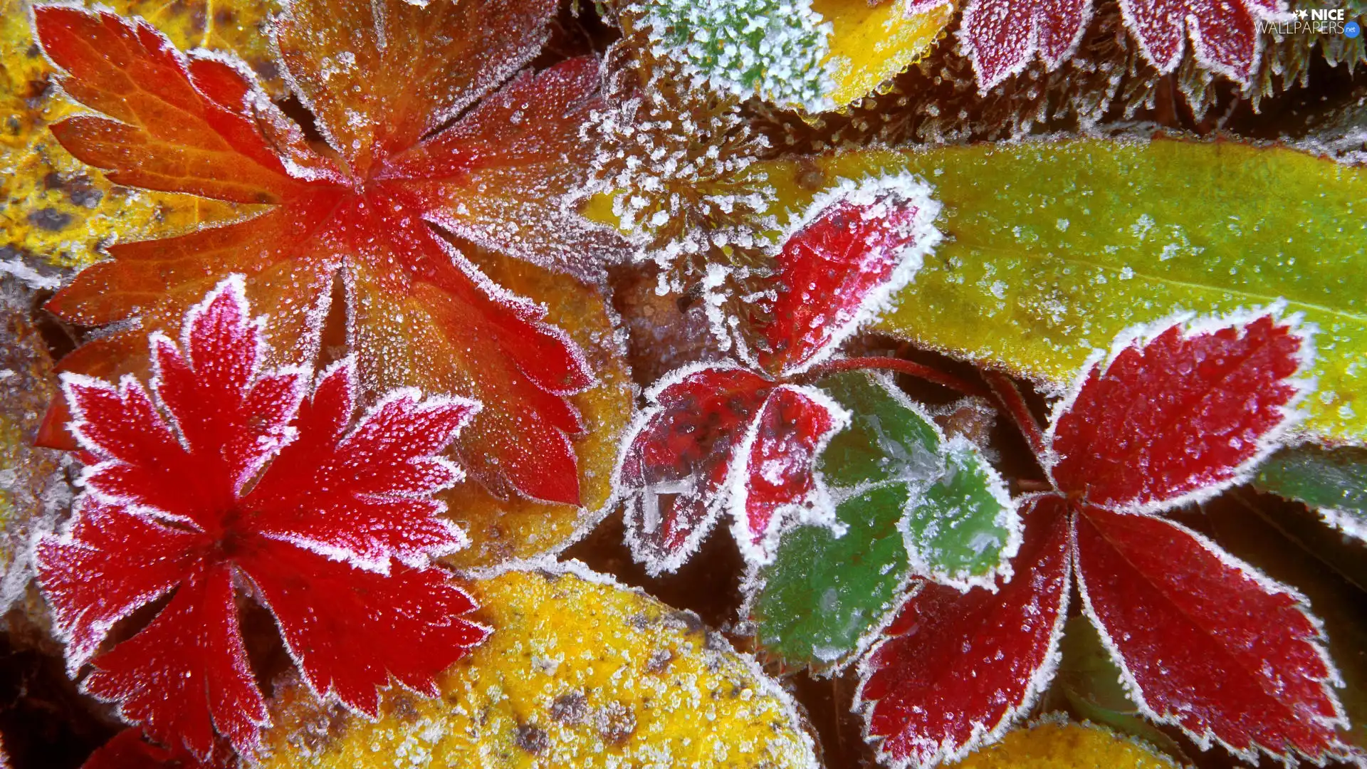Frost, color, Leaf