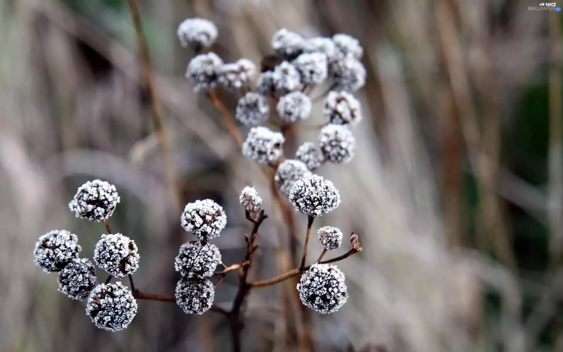 Plants, winter, White frost
