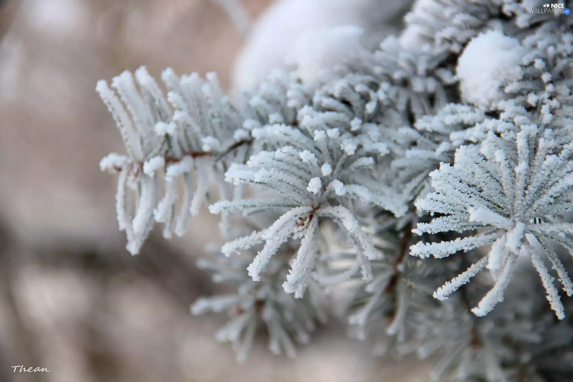 Frost, spruce, rime
