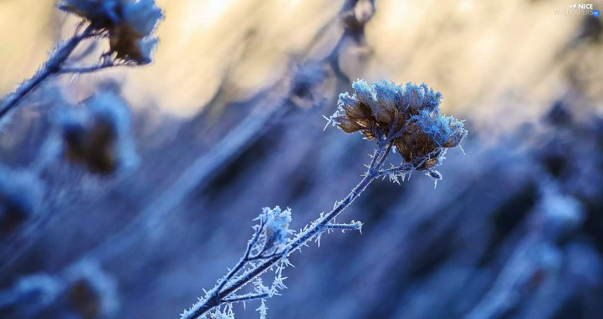 The herb, White frost