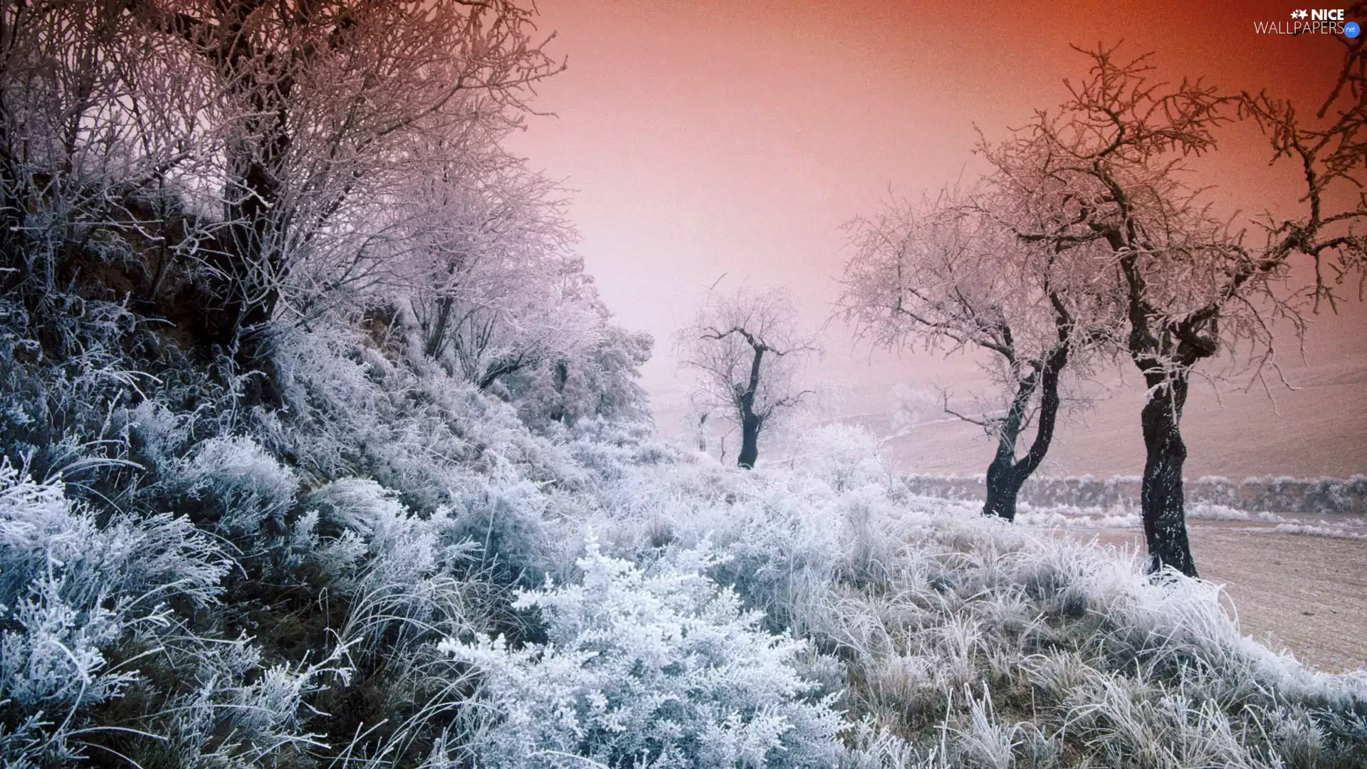 trees, slope, White frost, Way, viewes, Bush
