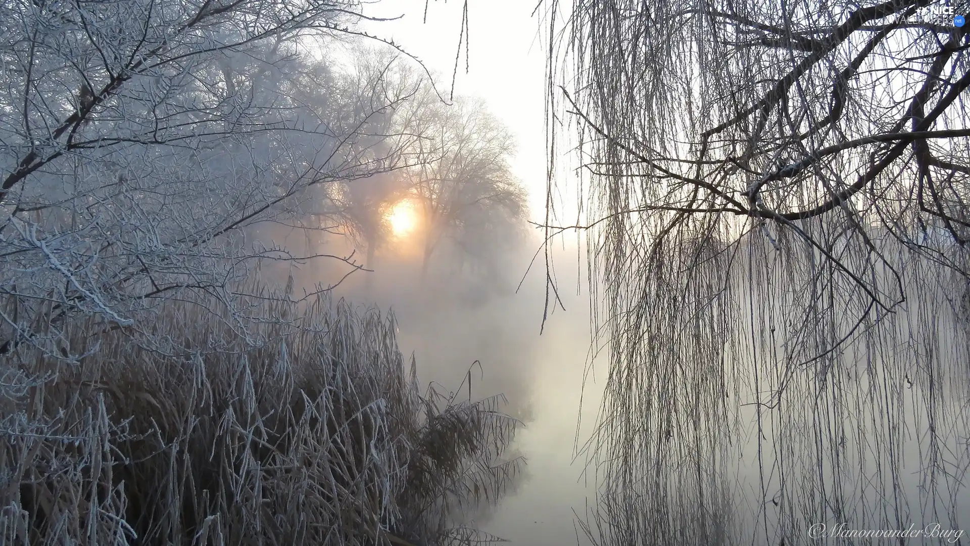 lake, Sunrise, trees, Fog, winter, frosty, viewes