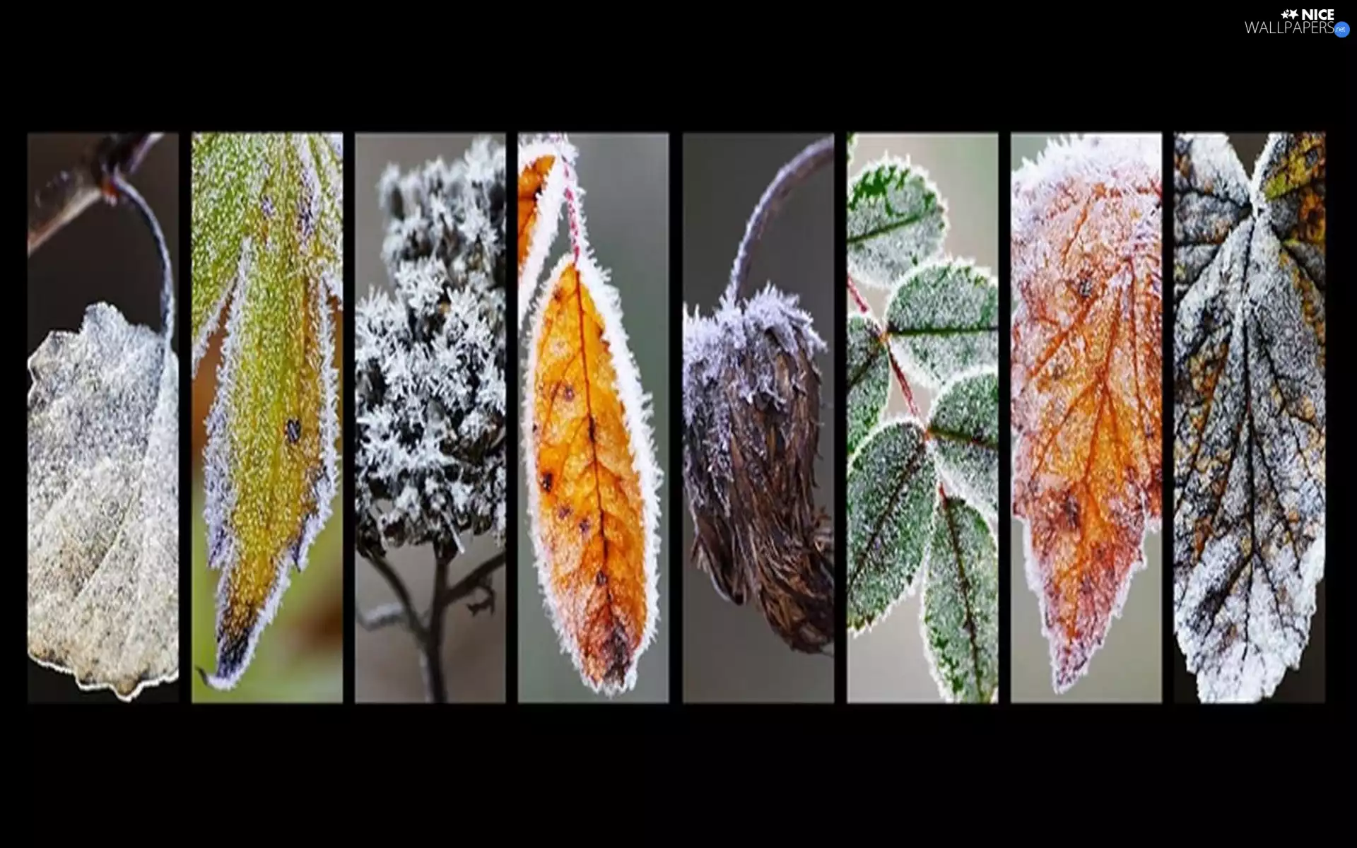 different, Leaf, graphics, frozen