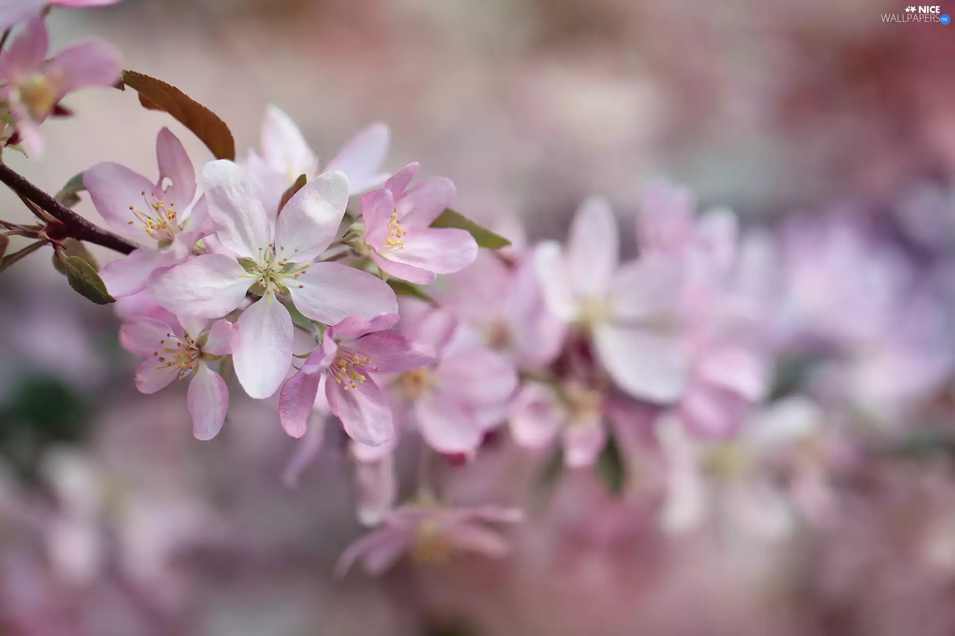 Fruit Tree, Apple tree, Flowers, Paradise Apple tree, Pink