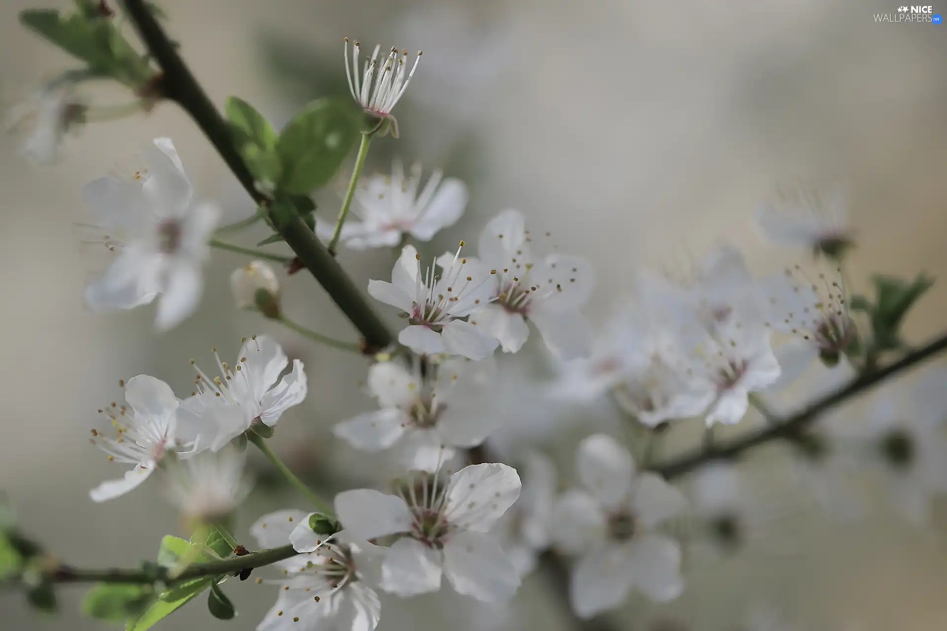White, Flowers, twig, Fruit Tree, Blossoming