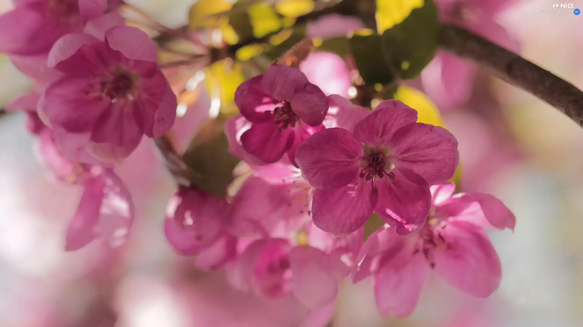 Pink, apple-tree, Fruit Tree, Flowers