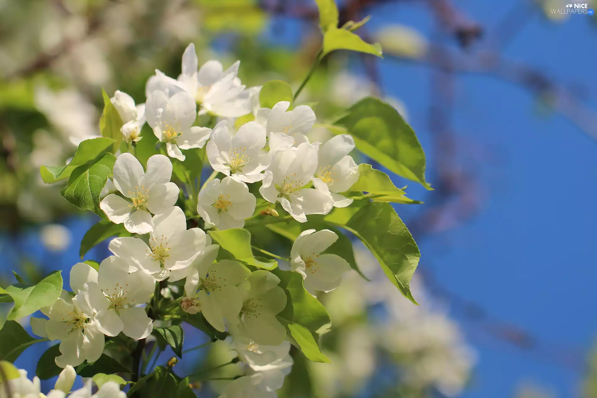 White, apple-tree, Fruit Tree, Flowers