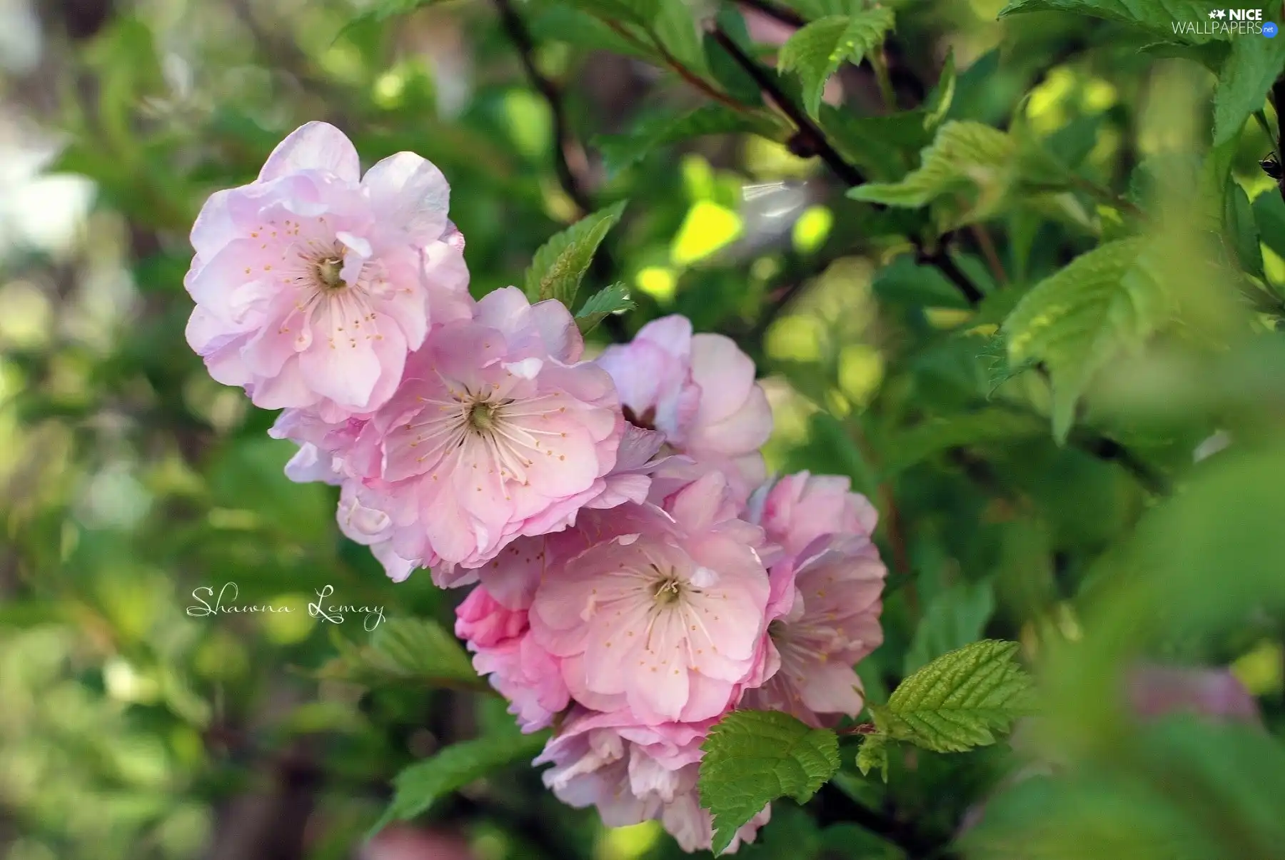 Flowers, viewes, fruit, trees