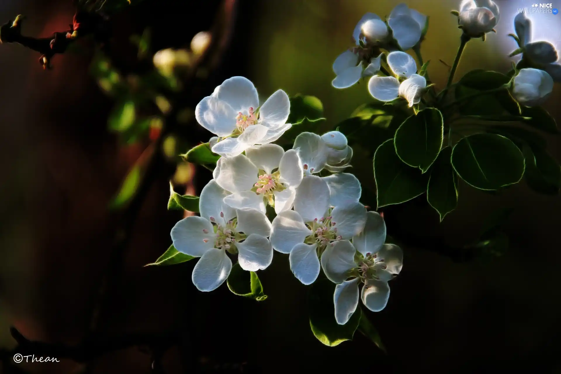 fruit, Fractalius, Flowers, trees, White