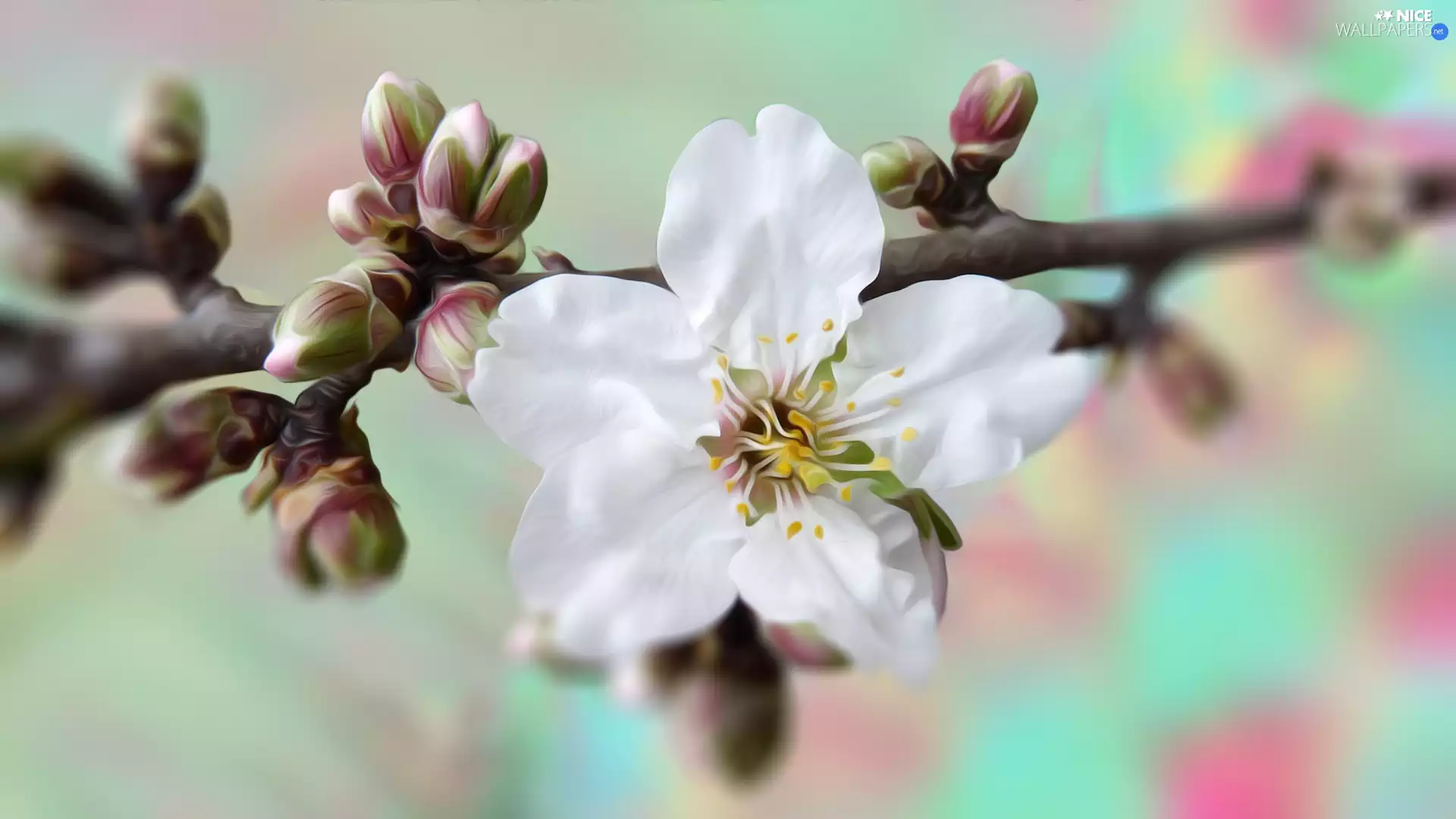 Flowers, blur, twig, Fruit Tree, graphics