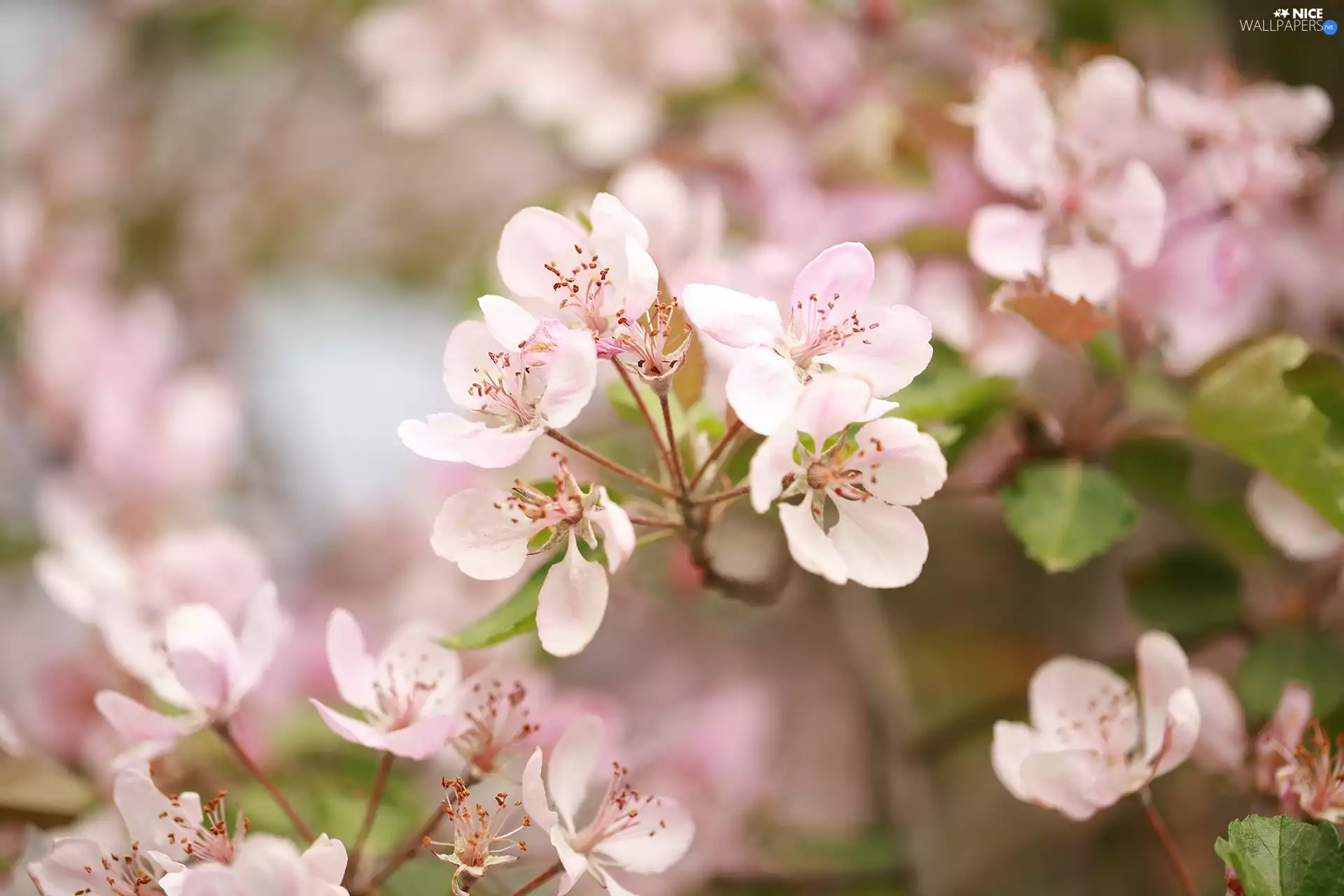 apple-tree, Flowers, Fruit Tree, Pink