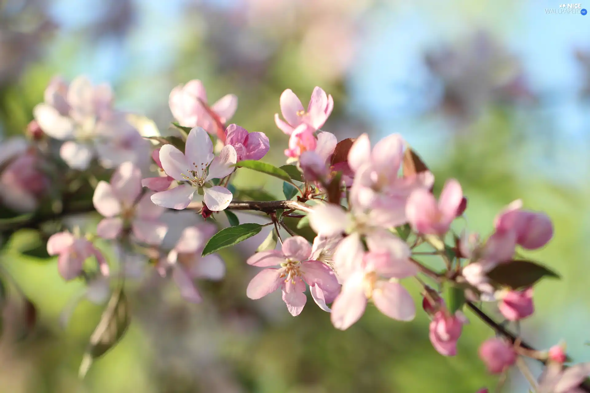 flowery, twig, Flowers, Fruit Tree, Pink