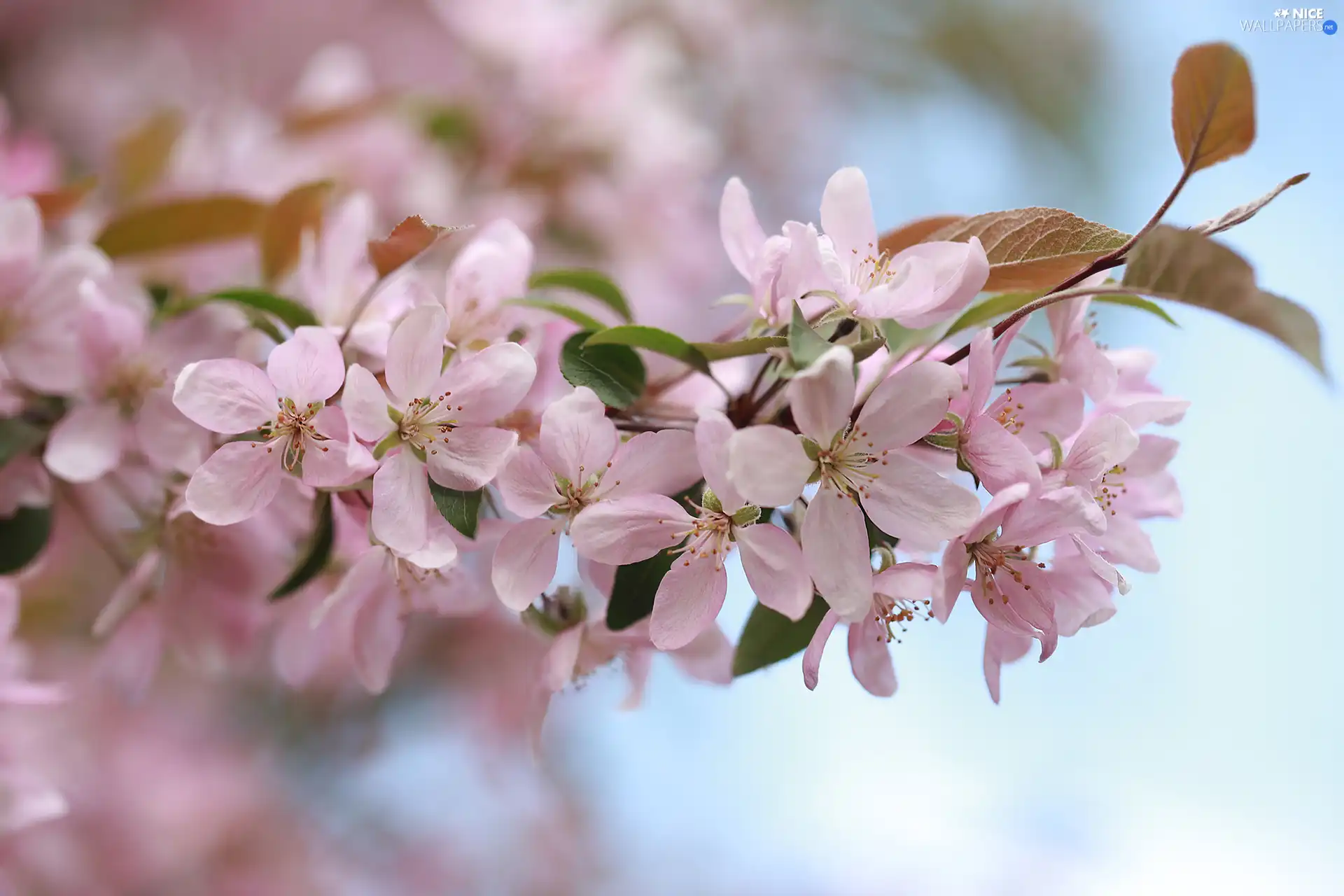 twig, leaves, Flowers, Fruit Tree, Pink