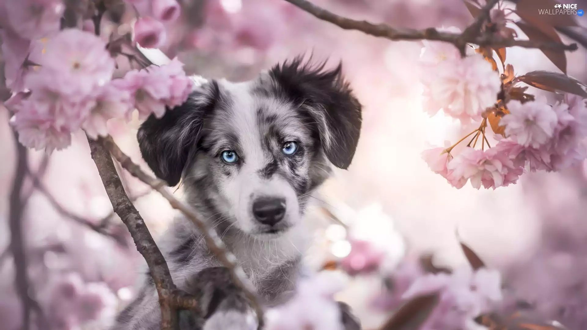 dog, Australian Shepherd, Fruit Tree, Puppy