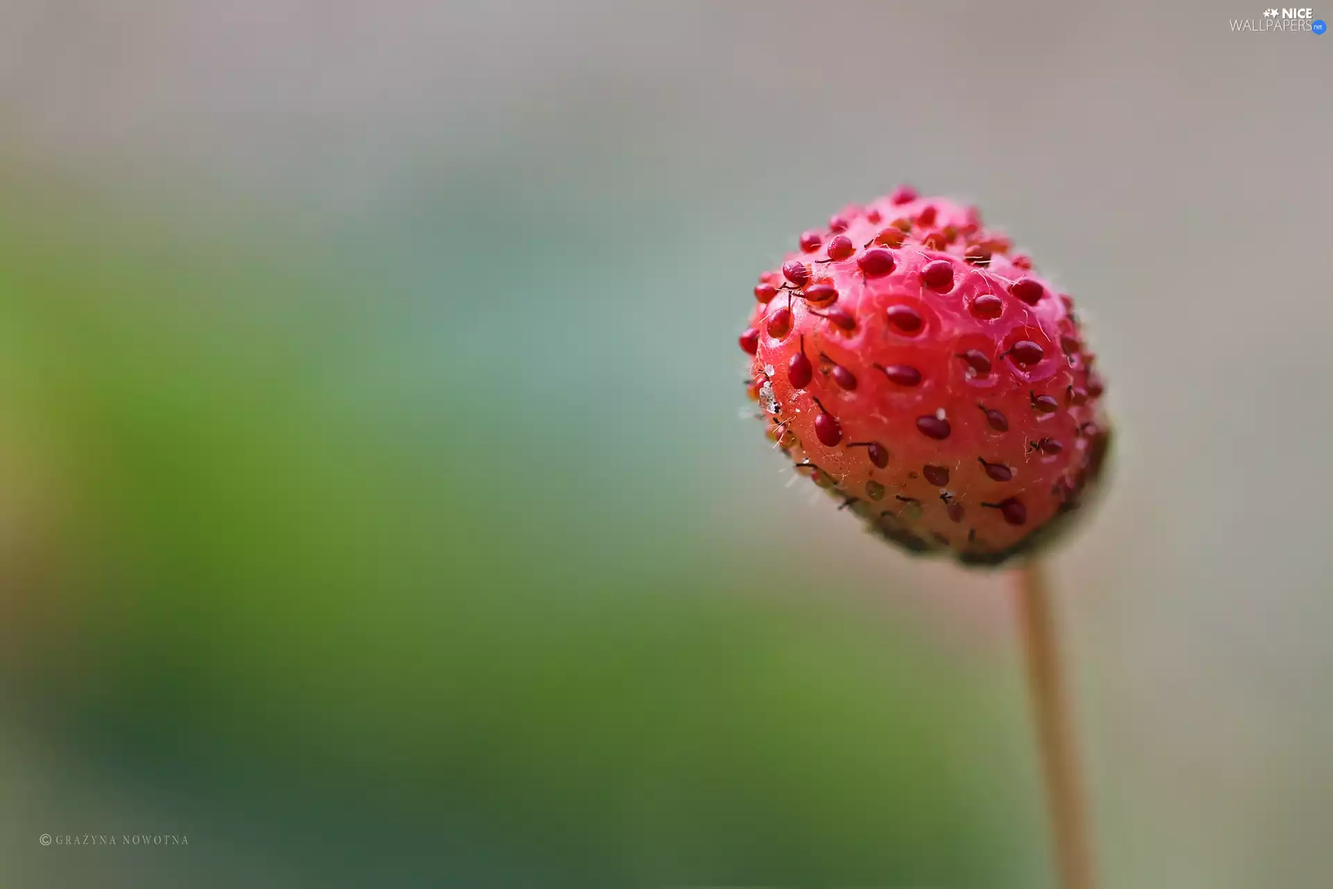 fruit, Strawberry, Red