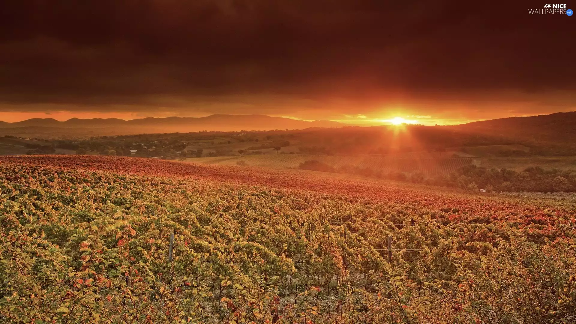 Sapling, fruit, sun, Mountains, west