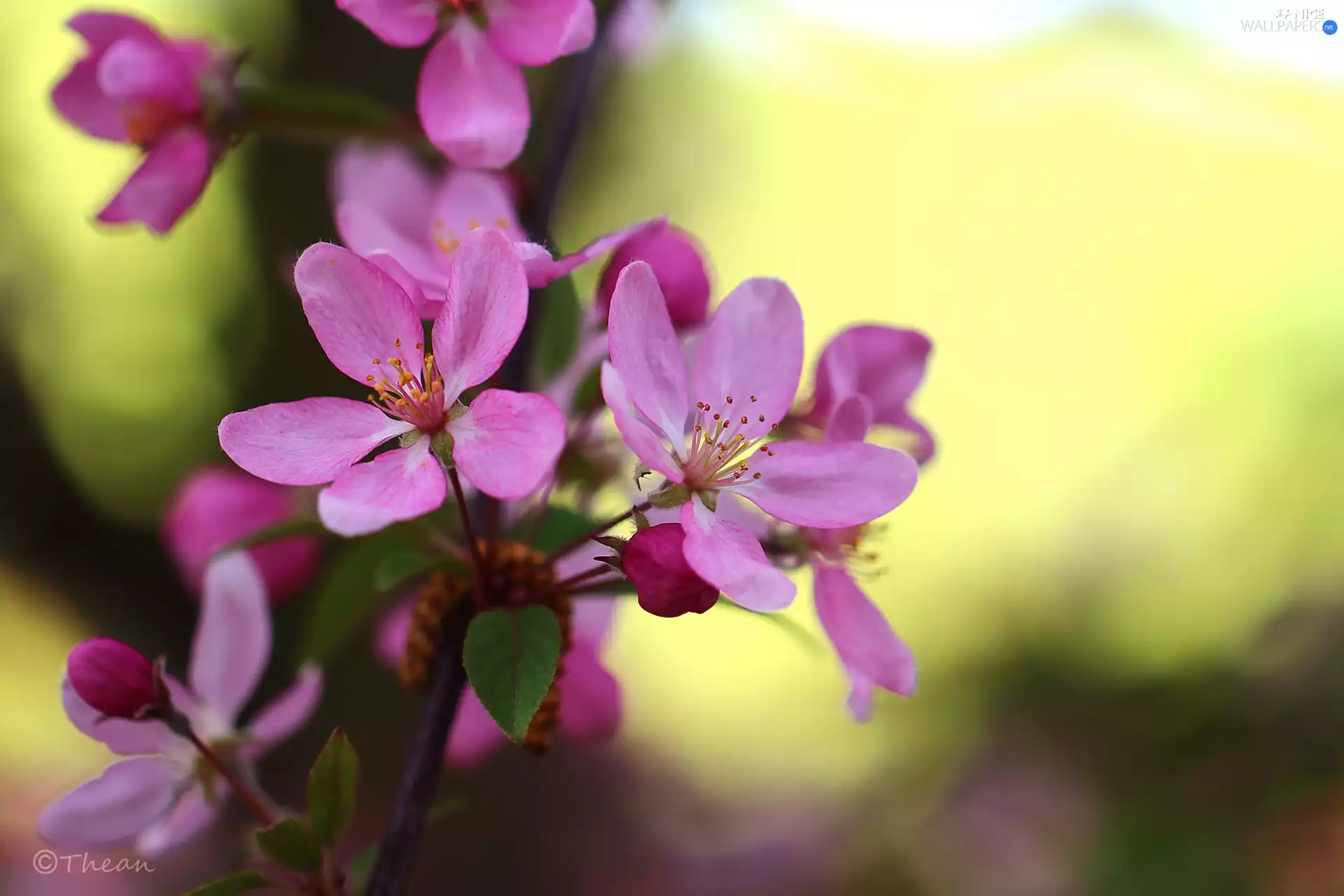 fruit, Flowers, Paradise, trees, Pink, Apple Tree Decorator, apples