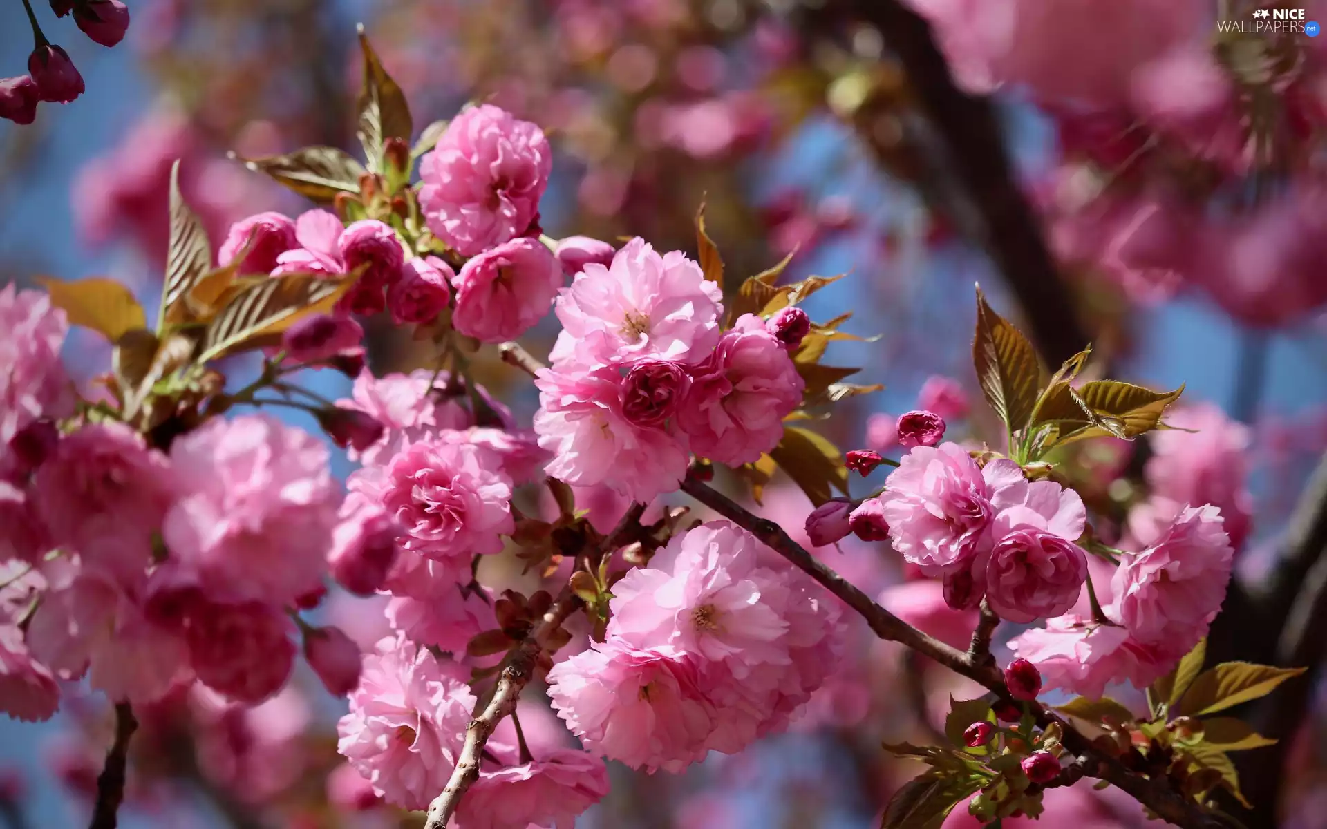 Twigs, Fruit Tree, Japanese Cherry